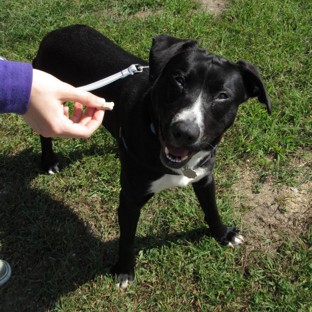 Dax, Adoptable, Adult Male Mixed Breed.