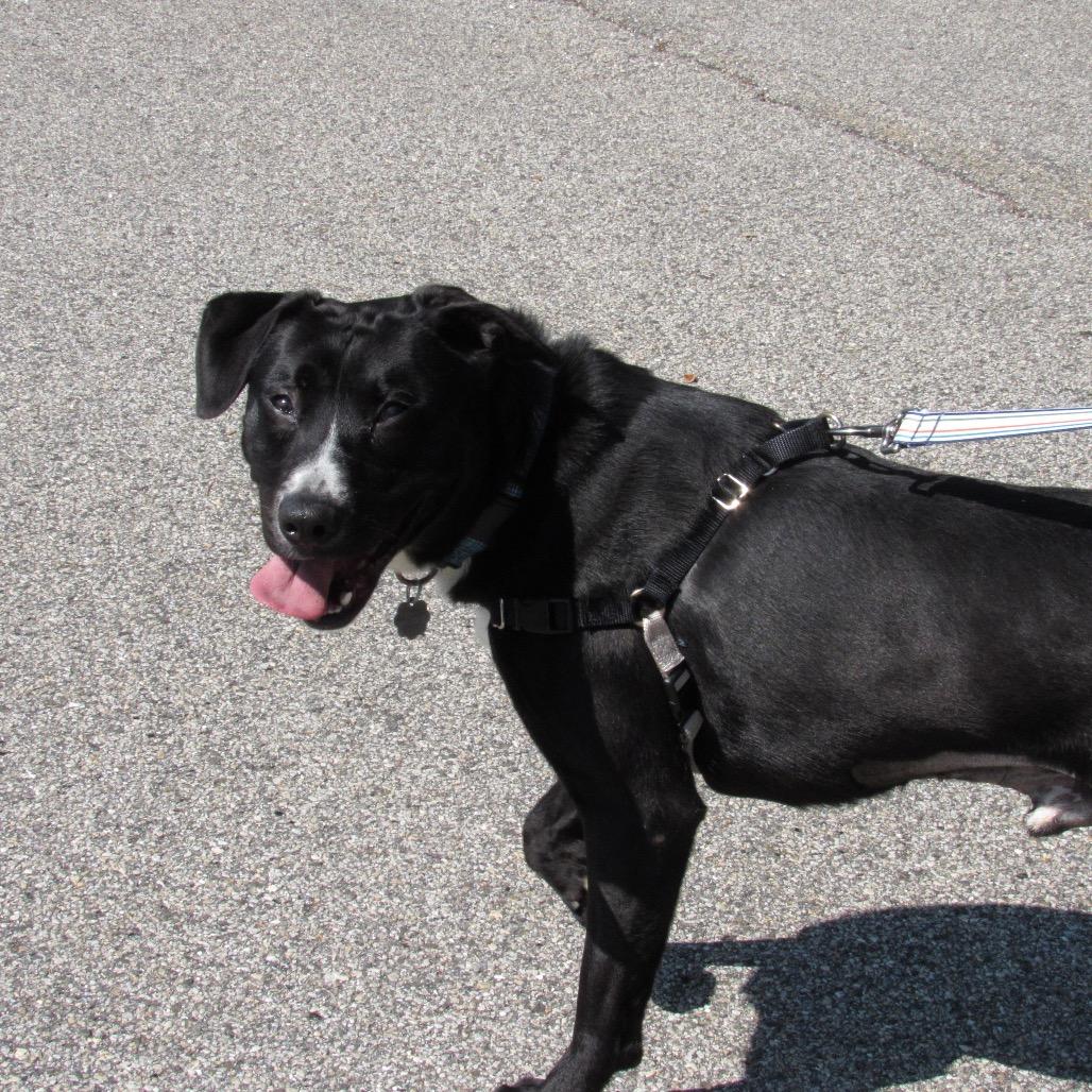 Enlarge Dax, a Adoptable Mixed Breed in Kennebunk, ME image 2/6