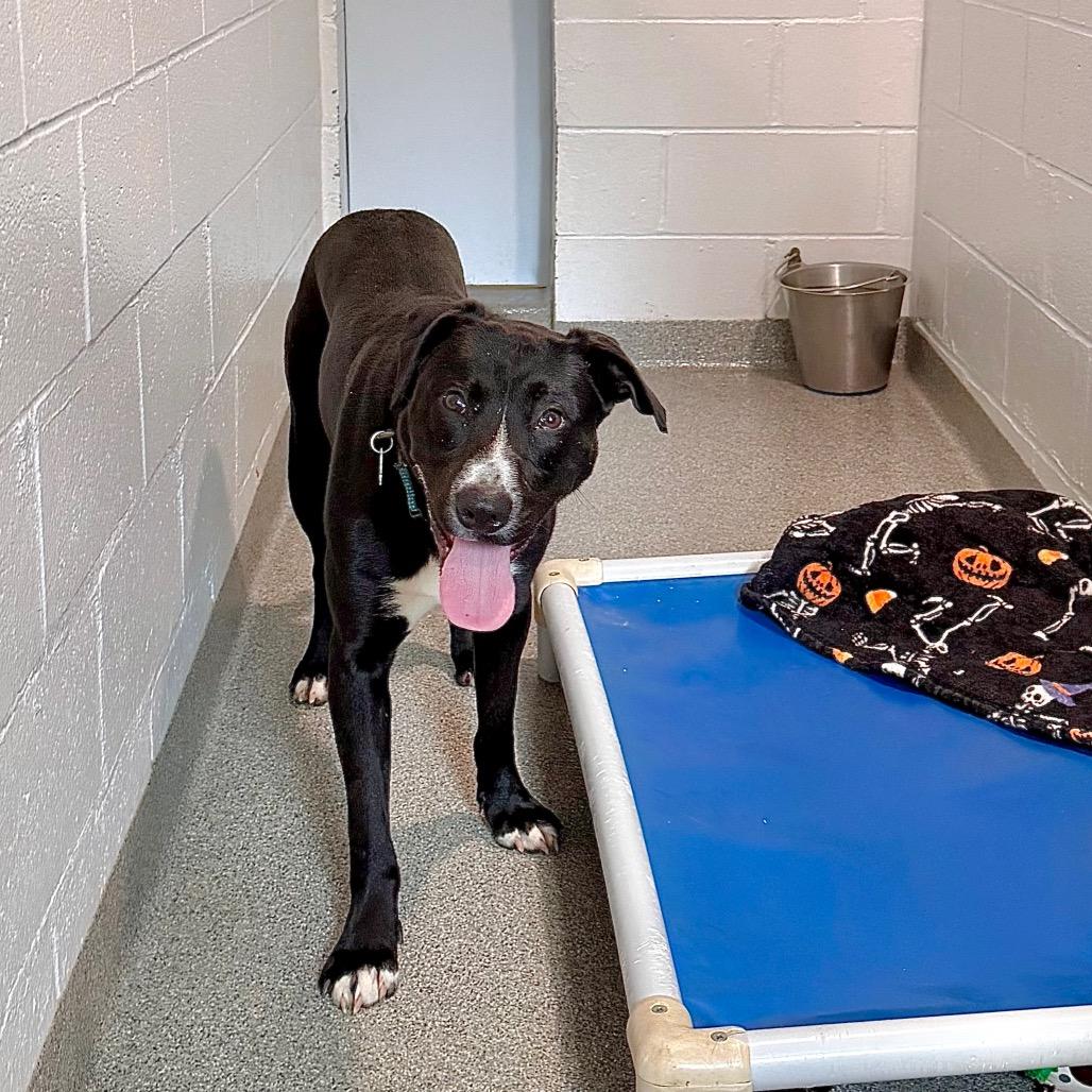 Enlarge Dax, a Adoptable Mixed Breed in Kennebunk, ME image 3/6