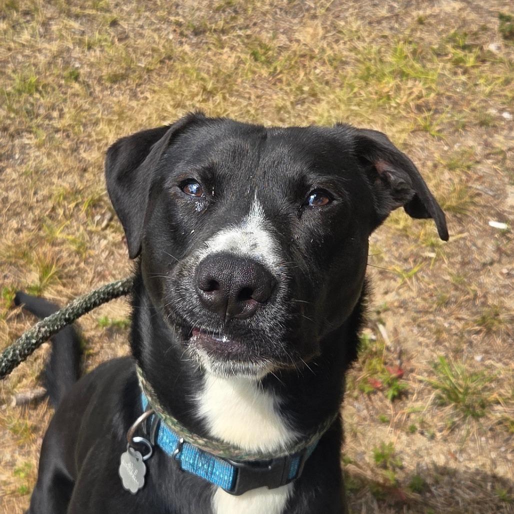 Enlarge Dax, a Adoptable Mixed Breed in Kennebunk, ME image 4/6