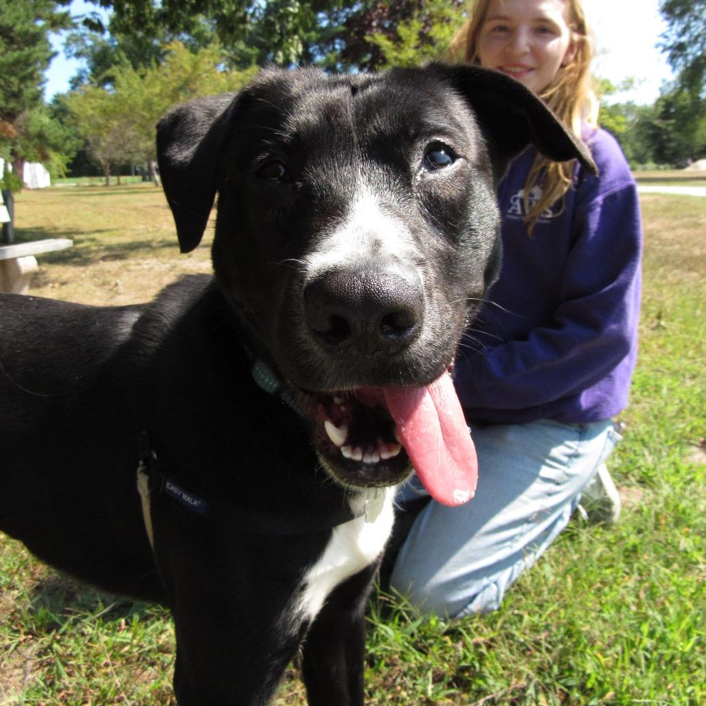 Enlarge Dax, a Adoptable Mixed Breed in Kennebunk, ME image 5/6
