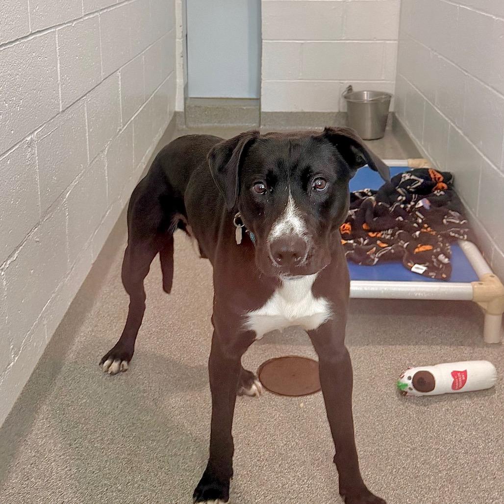 Enlarge Dax, a Adoptable Mixed Breed in Kennebunk, ME image 6/6