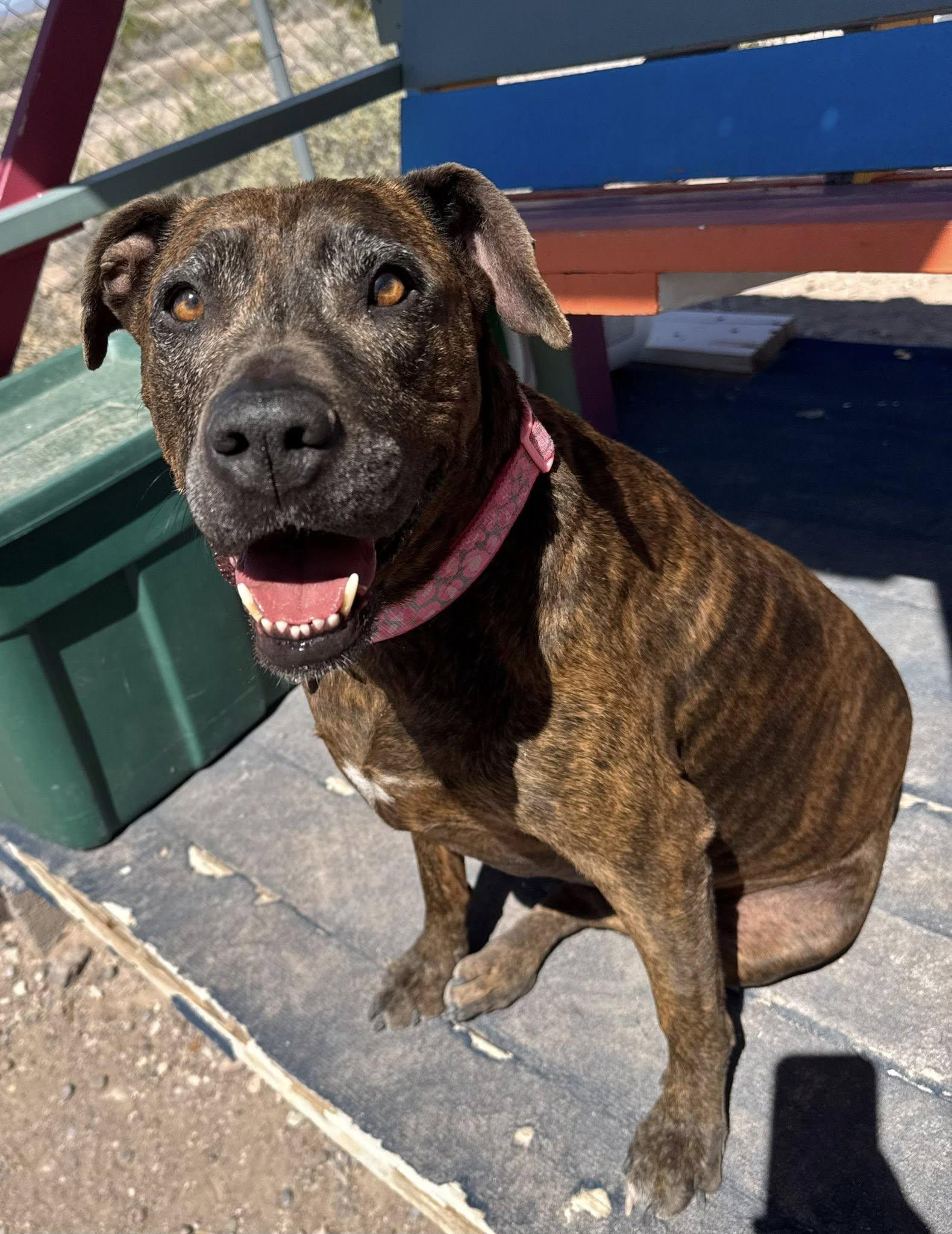 Chloe, Adoptable, Adult Female Boxer.