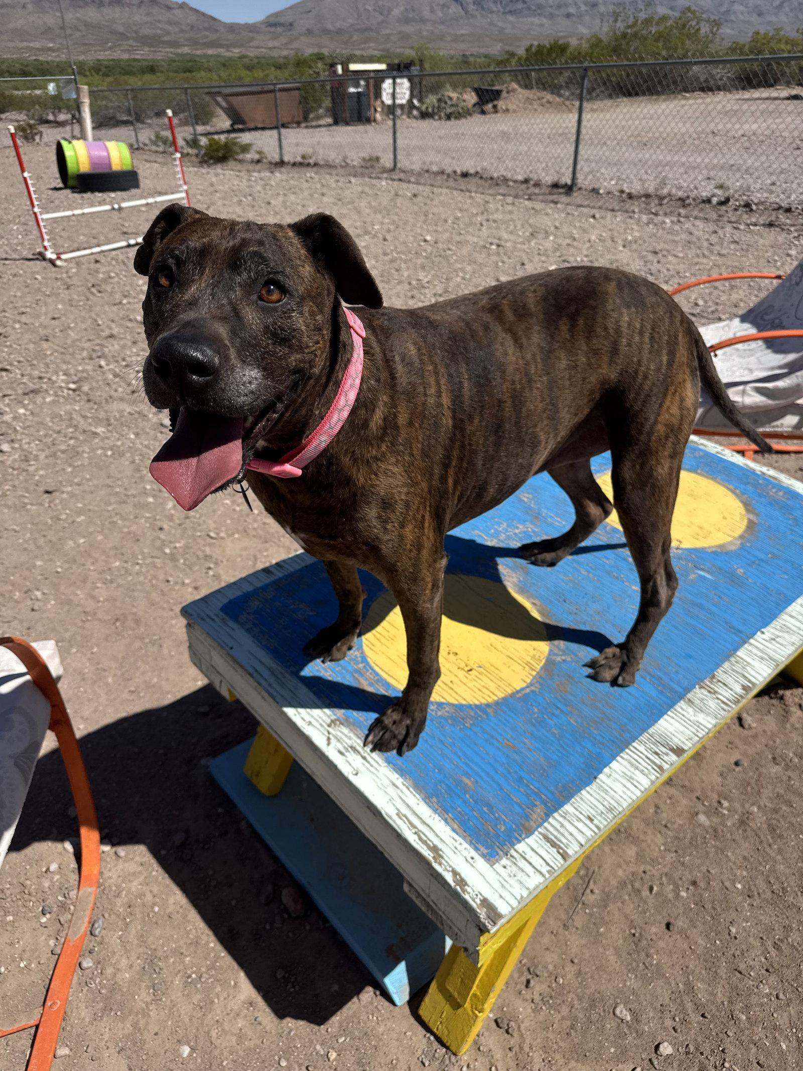 Enlarge Chloe, a Adoptable Boxer in Williamsburg, NM image 2/3