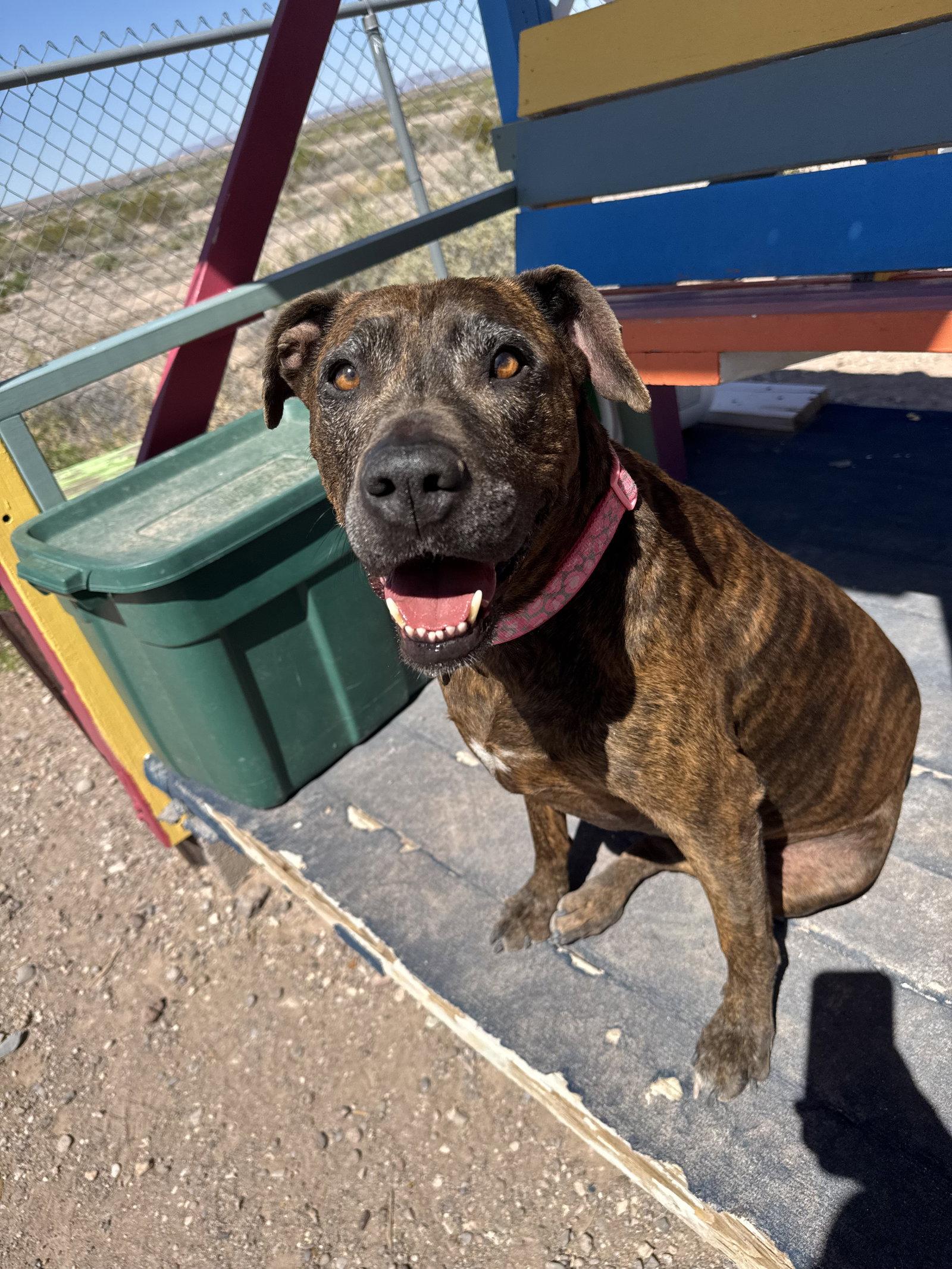 Enlarge Chloe, a Adoptable Boxer in Williamsburg, NM image 3/3