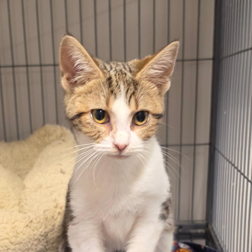 Sidewalk Chalk, Adoptable, Kitten Female Domestic Short Hair.