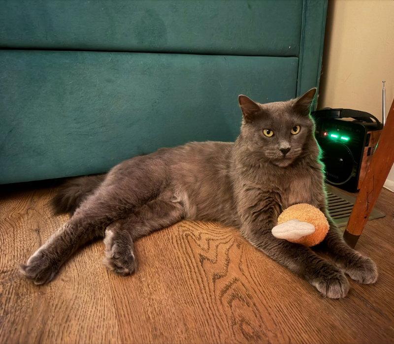 Neko, Adoptable, Young Male Russian Blue & Domestic Long Hair.