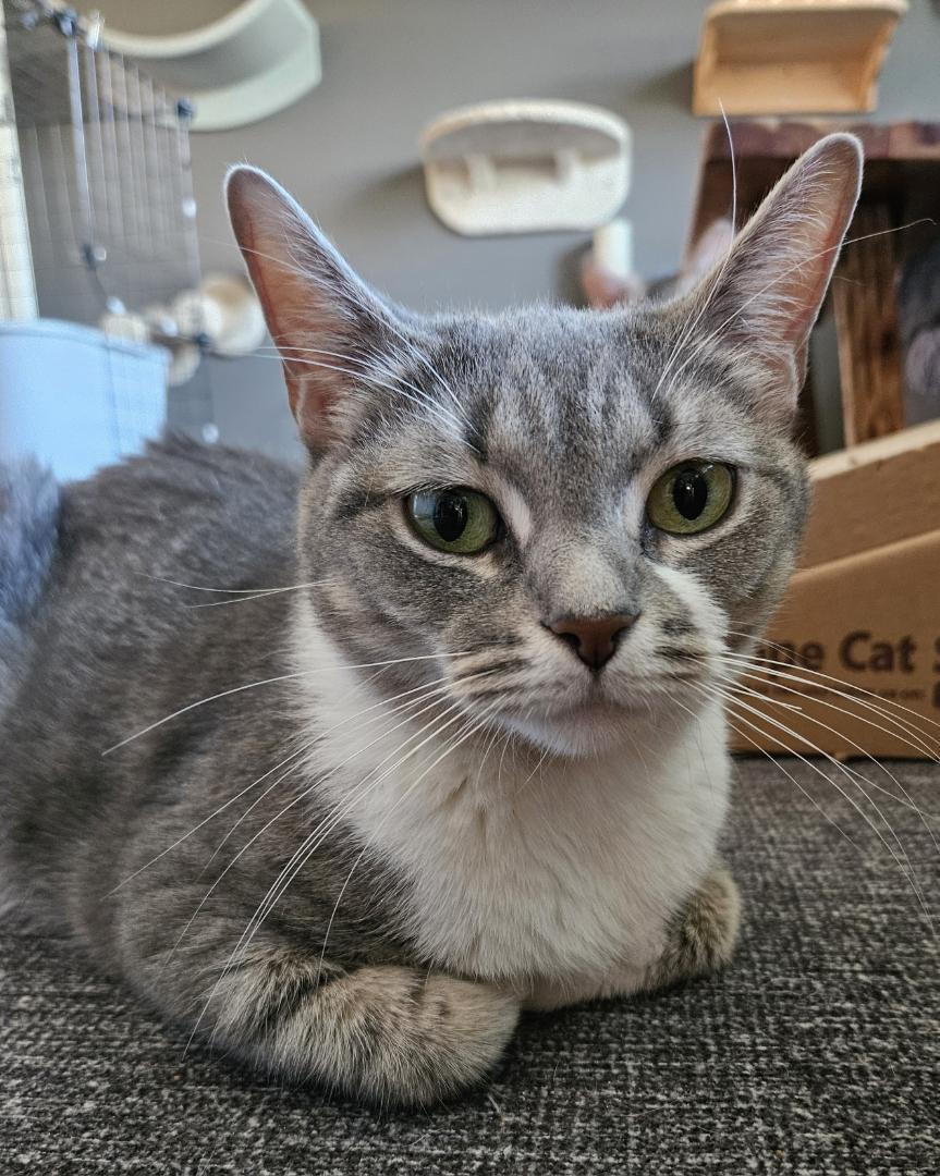 Olive, a Adoptable Domestic Short Hair in Pottstown, PA image 1/2