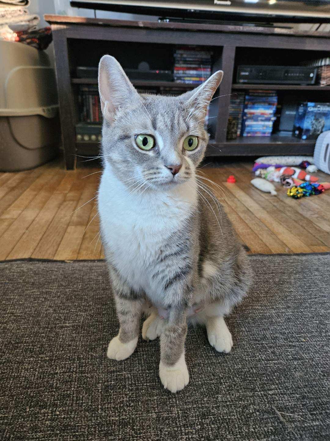 Olive, a Adoptable Domestic Short Hair in Pottstown, PA image 2/2