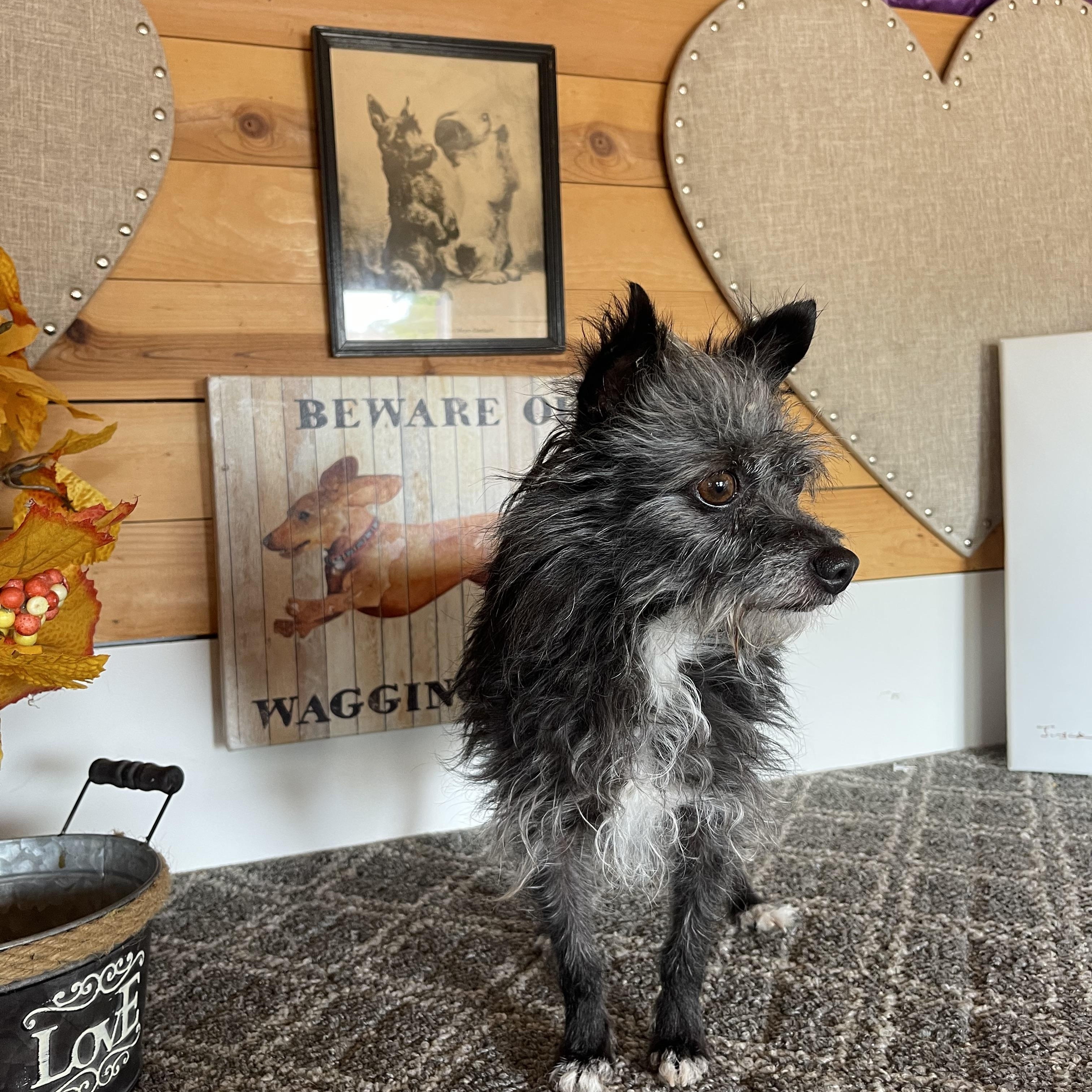 Dazzle, a Adoptable Terrier in Vacaville, CA image 1/4