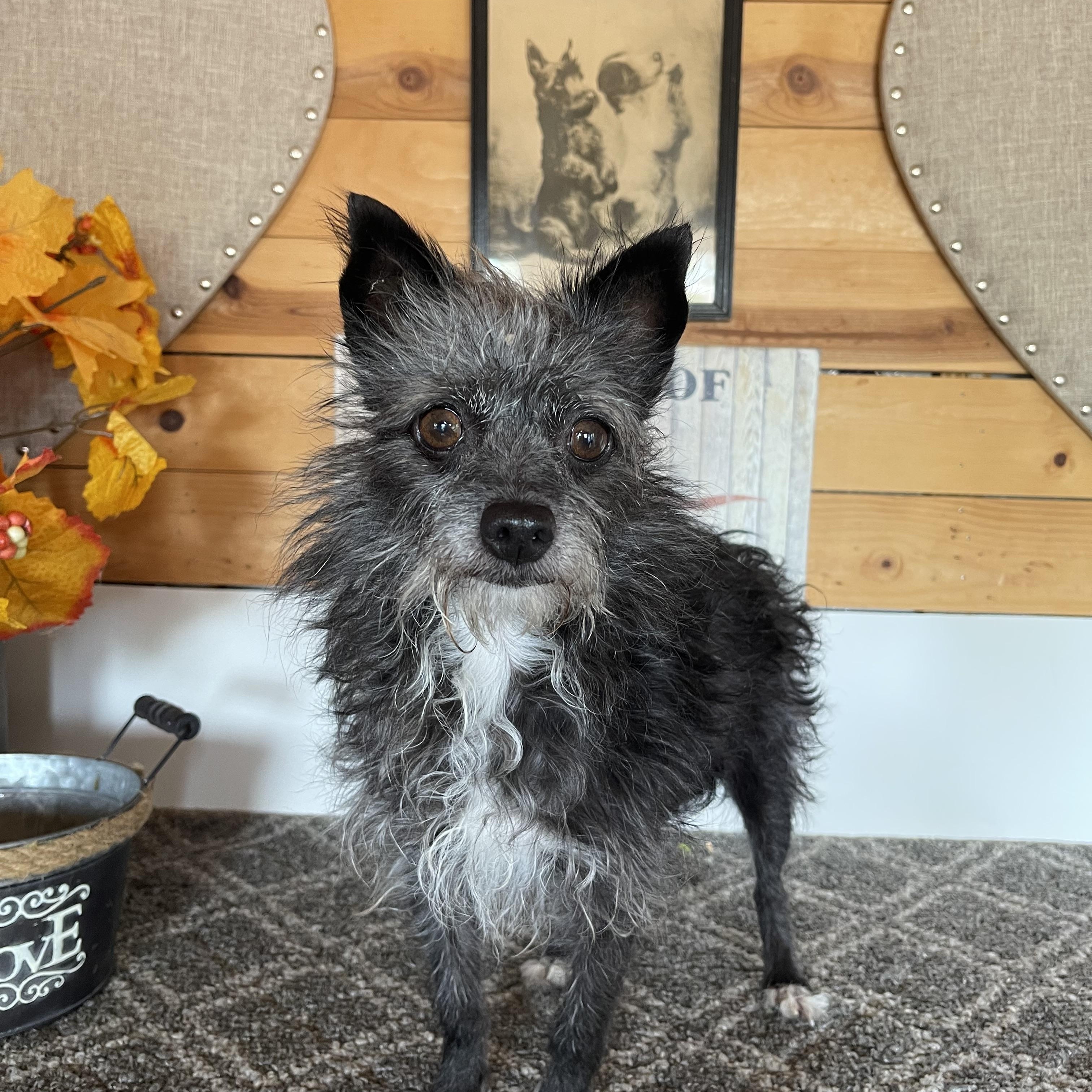 Dazzle, a Adoptable Terrier in Vacaville, CA image 2/4