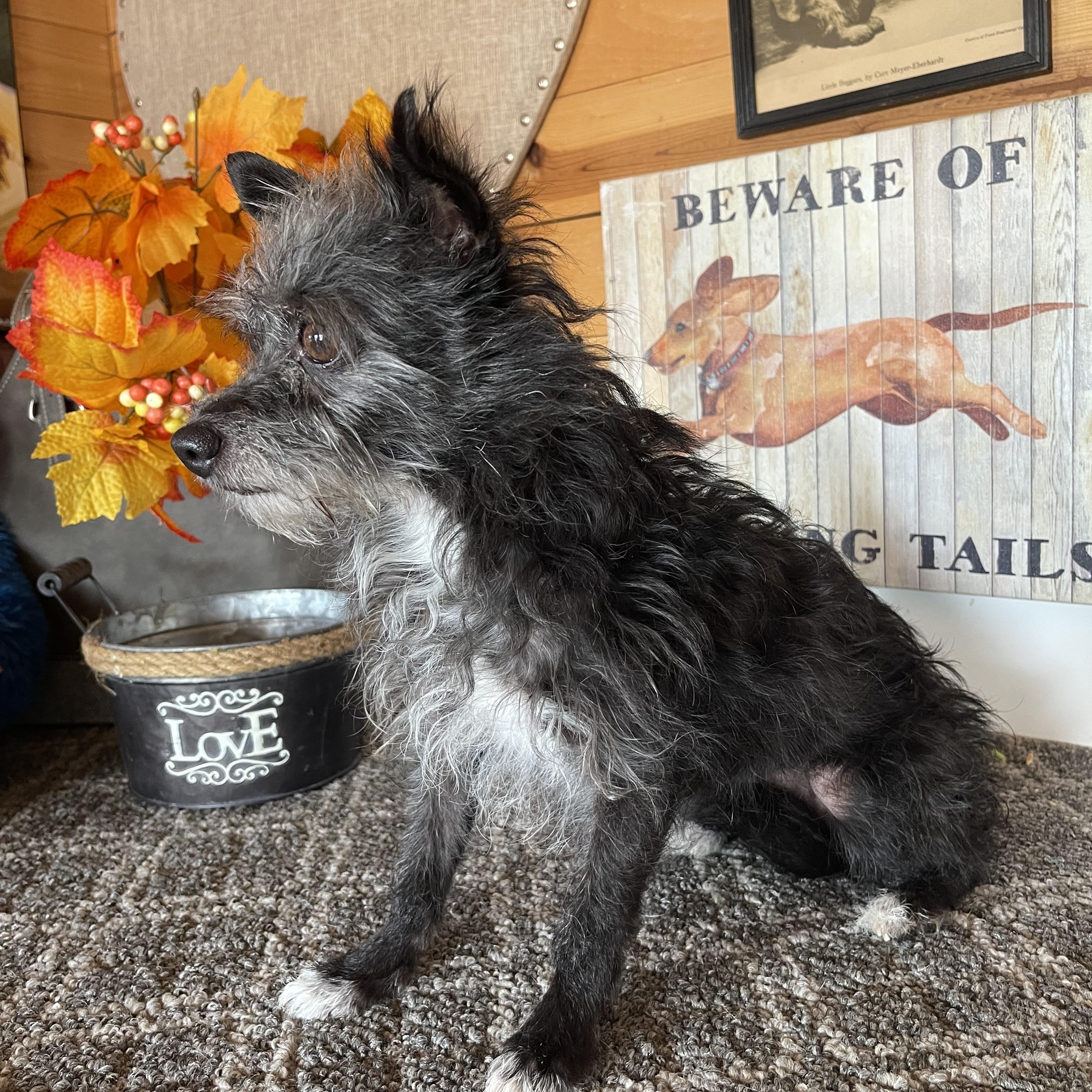 Dazzle, a Adoptable Terrier in Vacaville, CA image 3/4