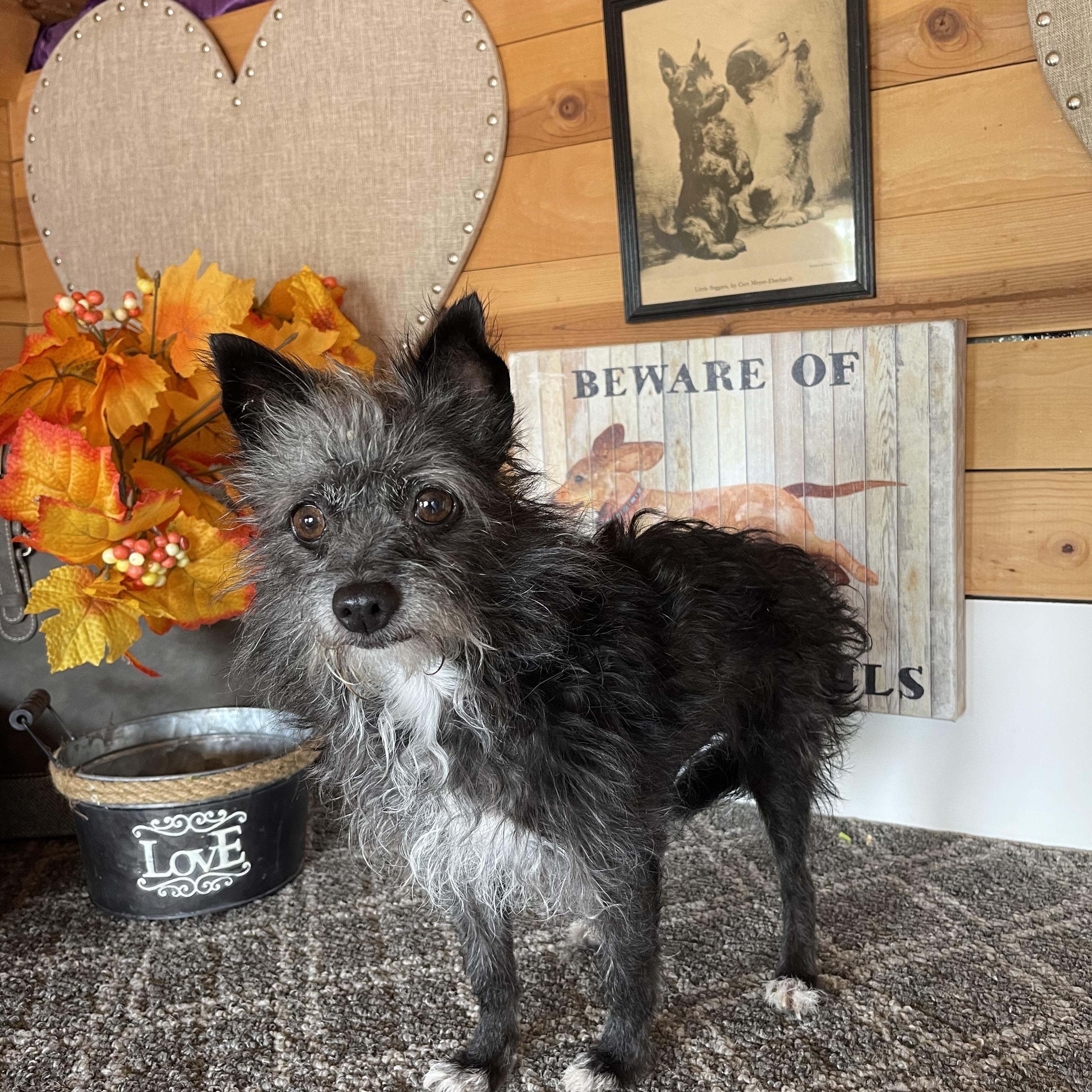 Dazzle, a Adoptable Terrier in Vacaville, CA image 4/4
