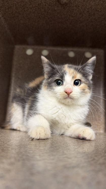 WC Charleston Chew, Adoptable, Kitten Female Domestic Short Hair & Domestic Short Hair.