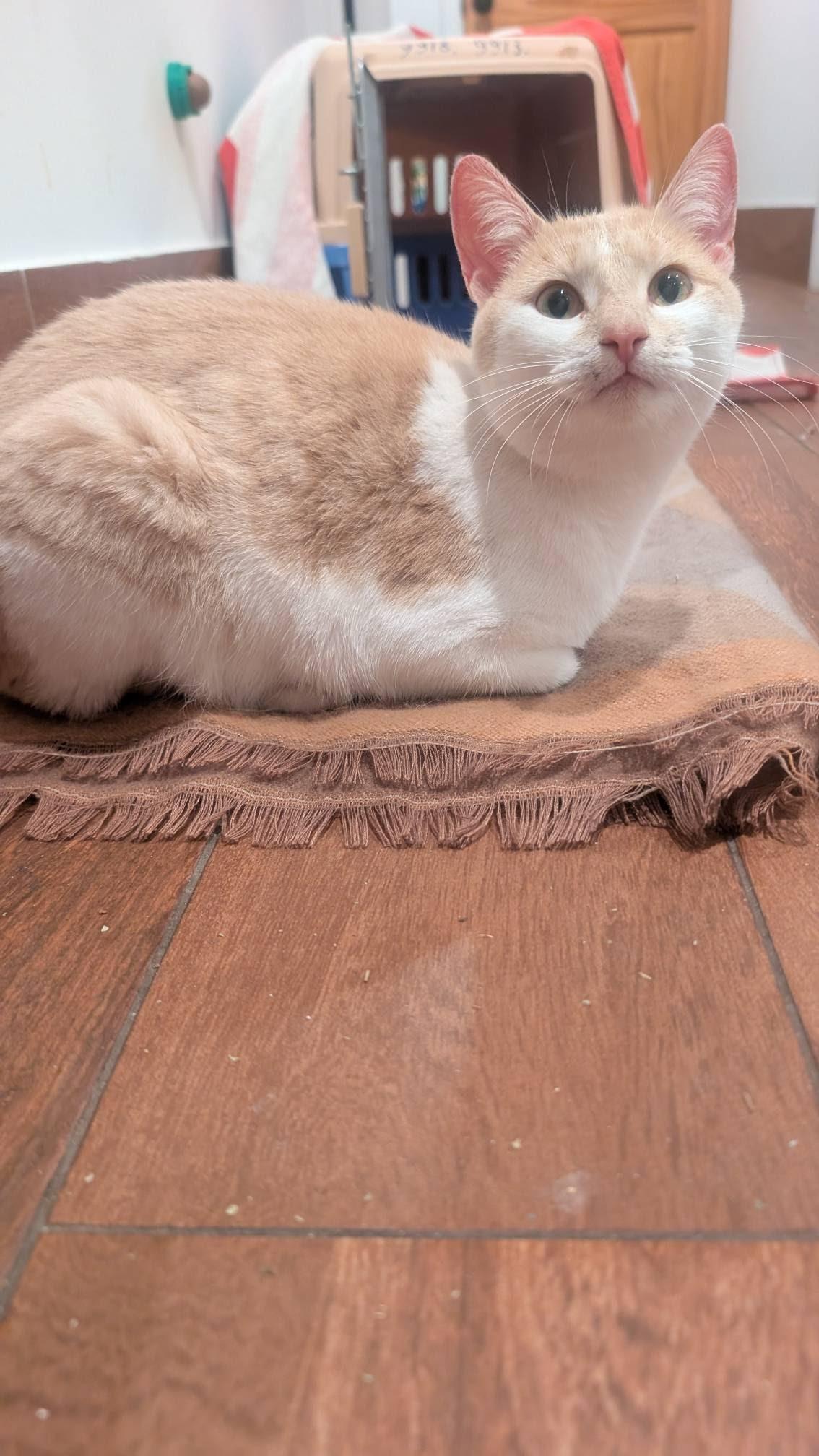 Enlarge Sandy, an adopted Domestic Short Hair in Montclair, NJ image 3/3