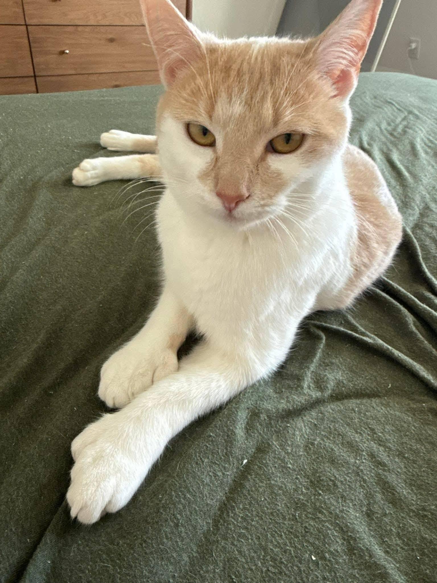 Enlarge Sandy, an adopted Domestic Short Hair in Montclair, NJ image 1/3