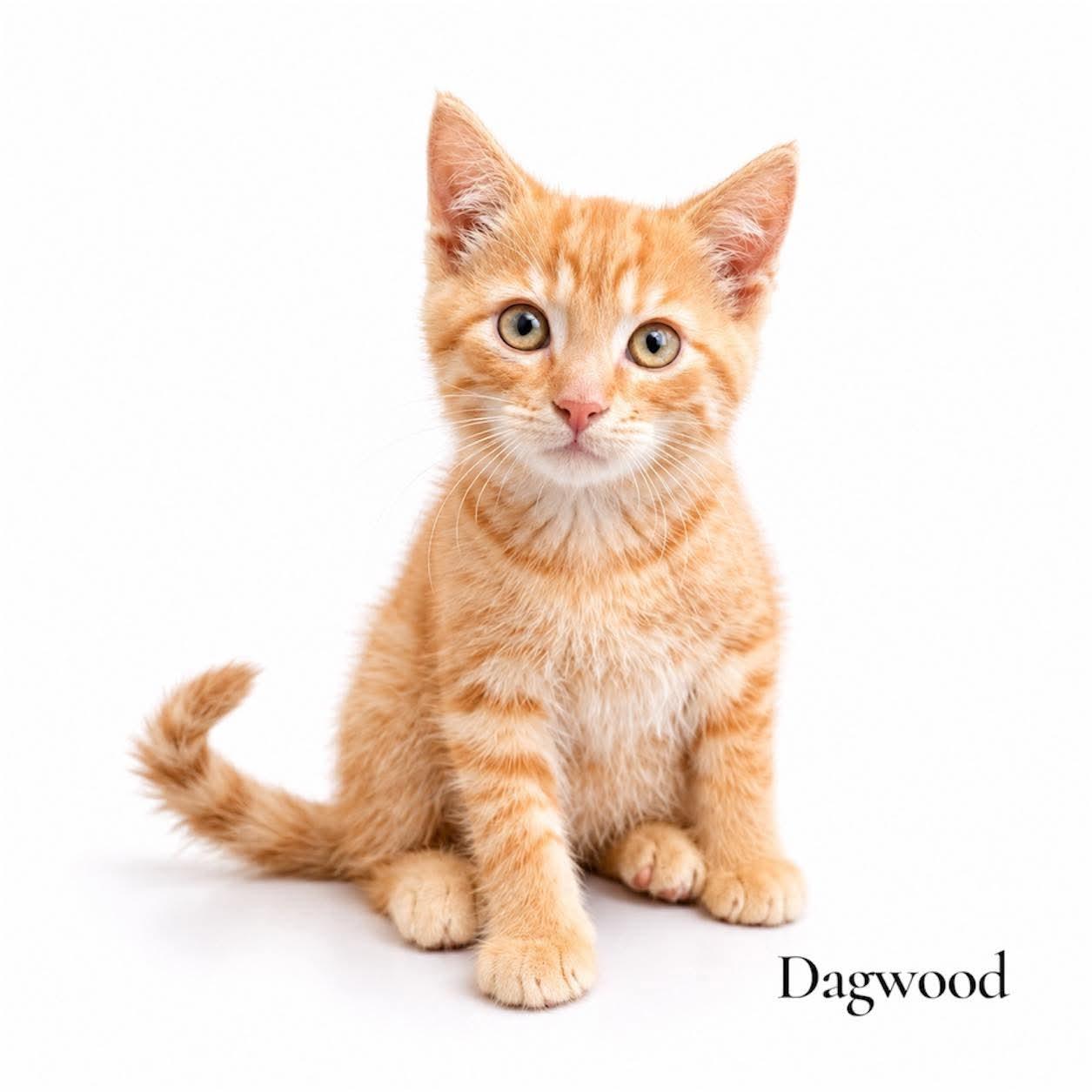 Dagwood, adopted, Kitten Male Domestic Short Hair.