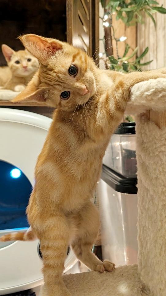 Trooper, Adopted, Kitten Male Domestic Short Hair & Maine Coon.