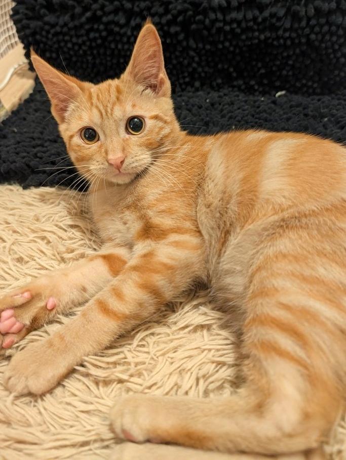 Enlarge Trooper, a Adopted mixed breed in Beaverton, OR image 2/2