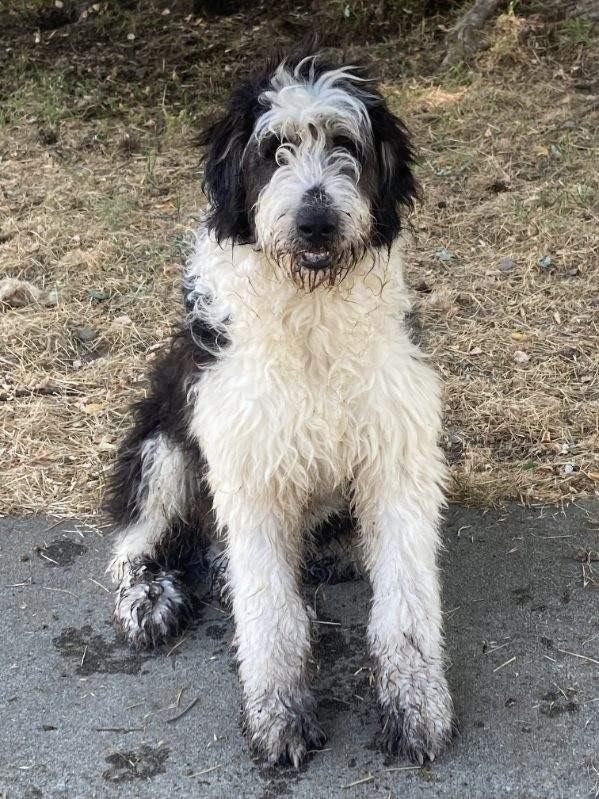 BEN, Adoptable, Young Male Great Pyrenees.