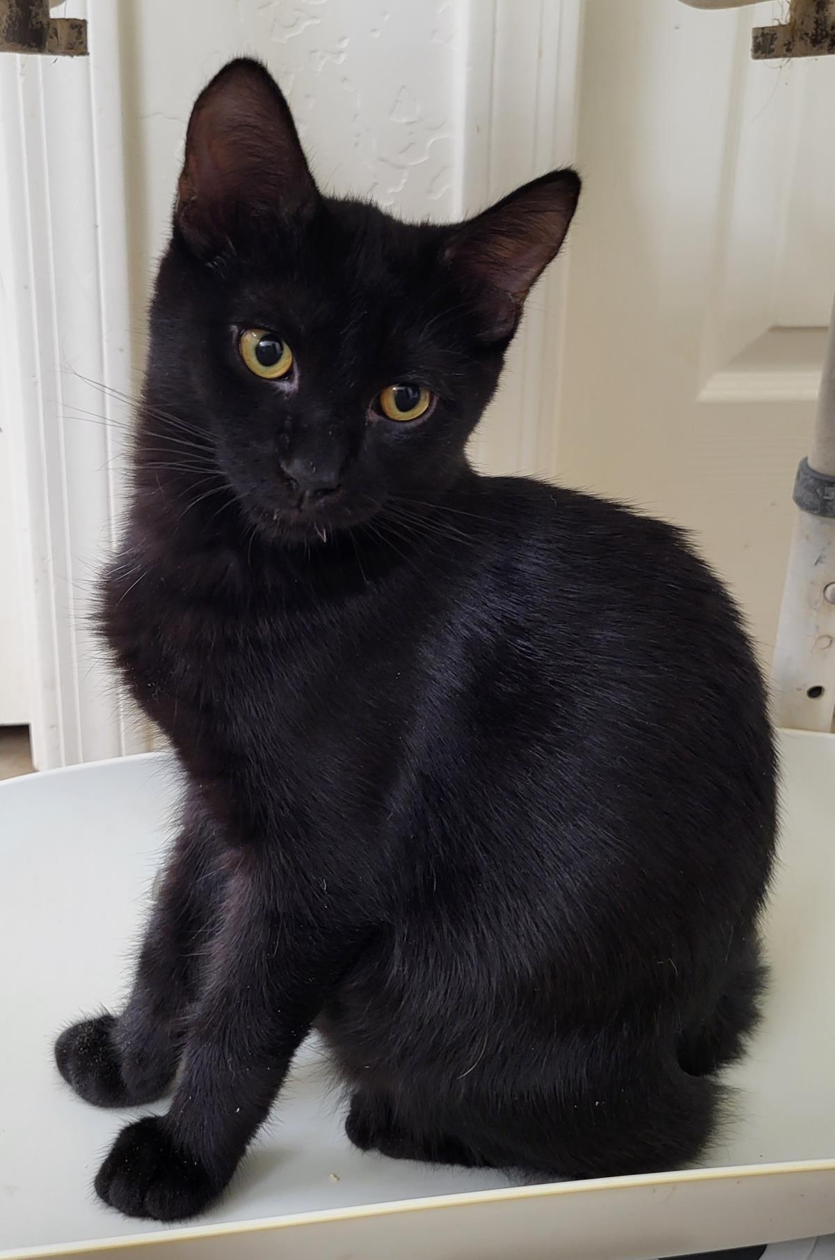 Goumi Berri, Adoptable, Kitten Male Domestic Short Hair & Tabby.
