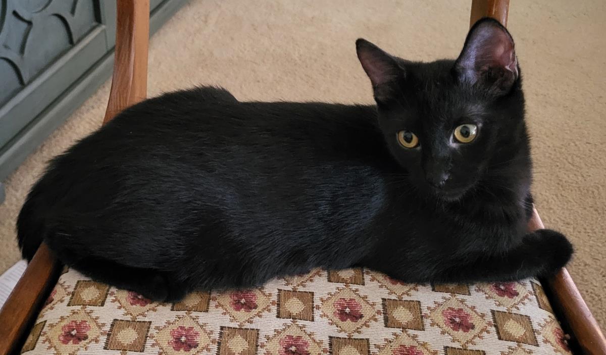 Enlarge Goumi Berri, a Adoptable mixed breed in Chandler, AZ image 2/3