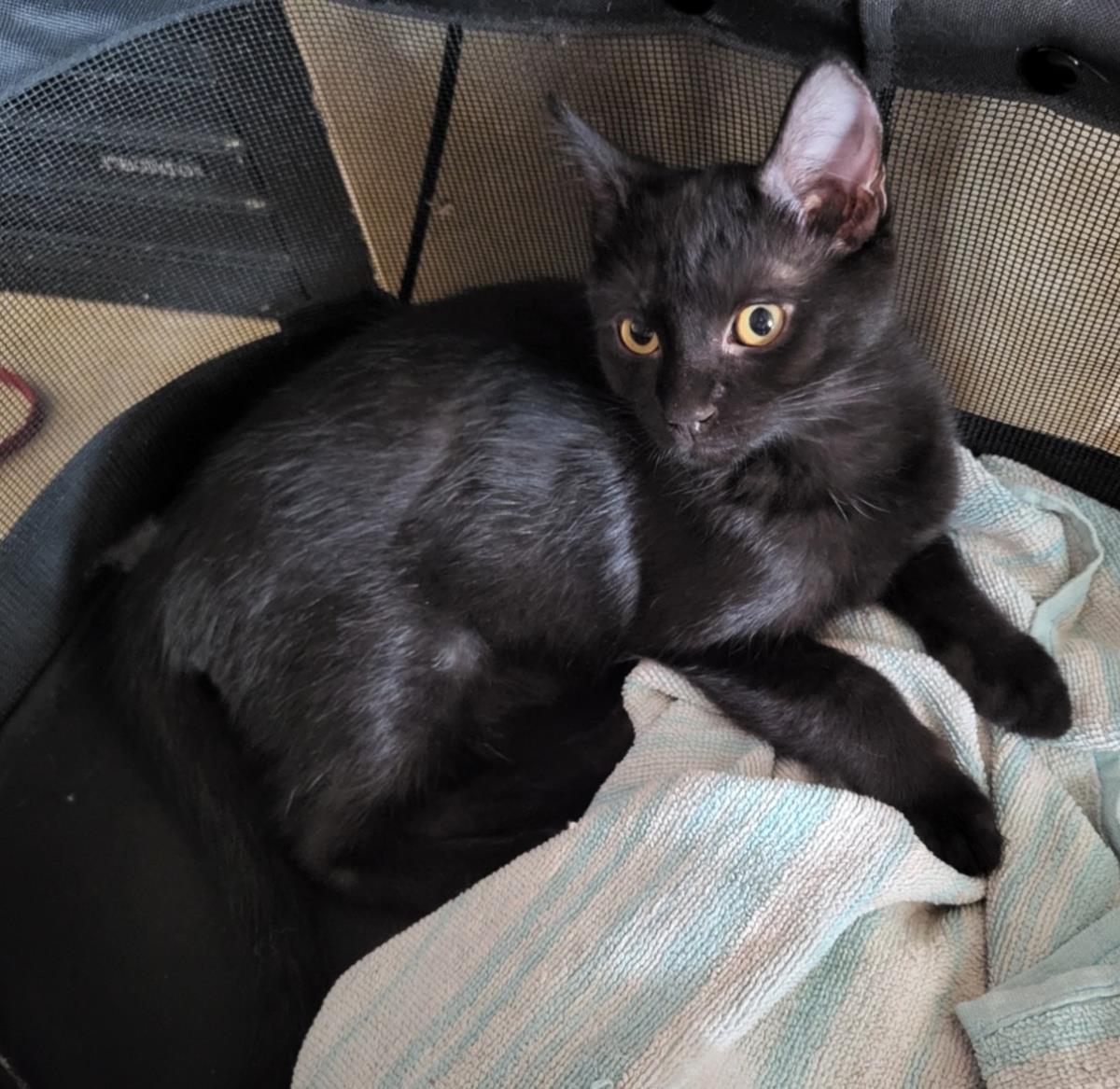 Enlarge Goumi Berri, a Adoptable mixed breed in Chandler, AZ image 3/3