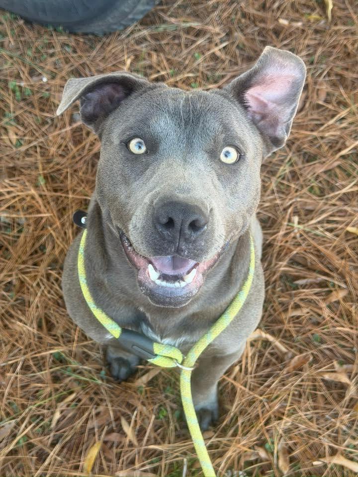 Sunshine: Adopt or Forever Foster, Adoptable, Young Female Labrador Retriever.