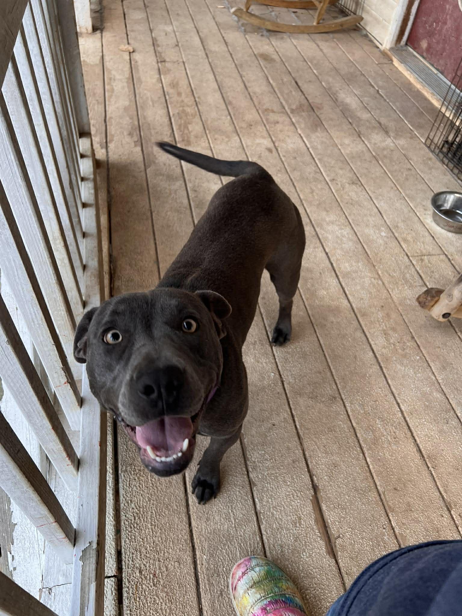 Enlarge Sunshine: Adopt or Forever Foster, a Adoptable mixed breed in Rochester, NY image 2/6