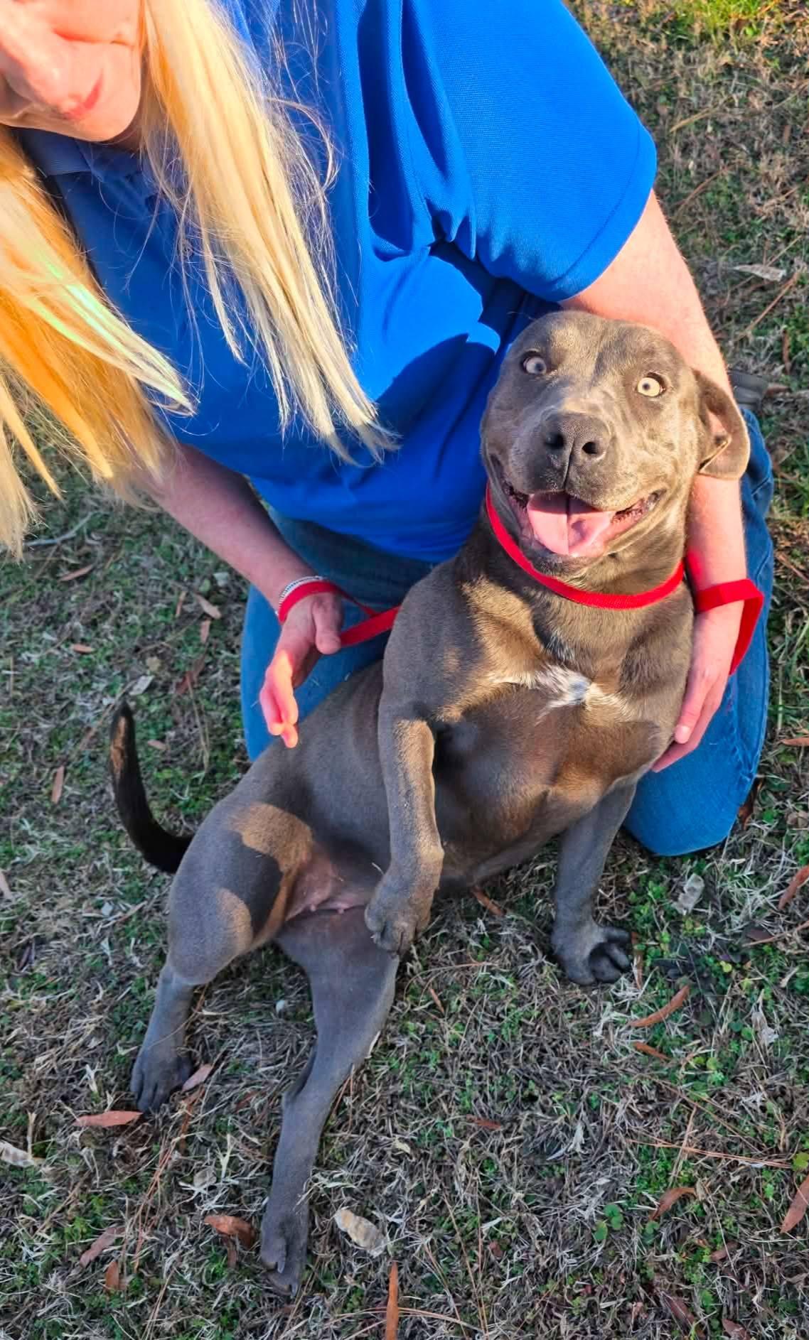 Enlarge Sunshine: Adopt or Forever Foster, a Adoptable mixed breed in Rochester, NY image 3/6