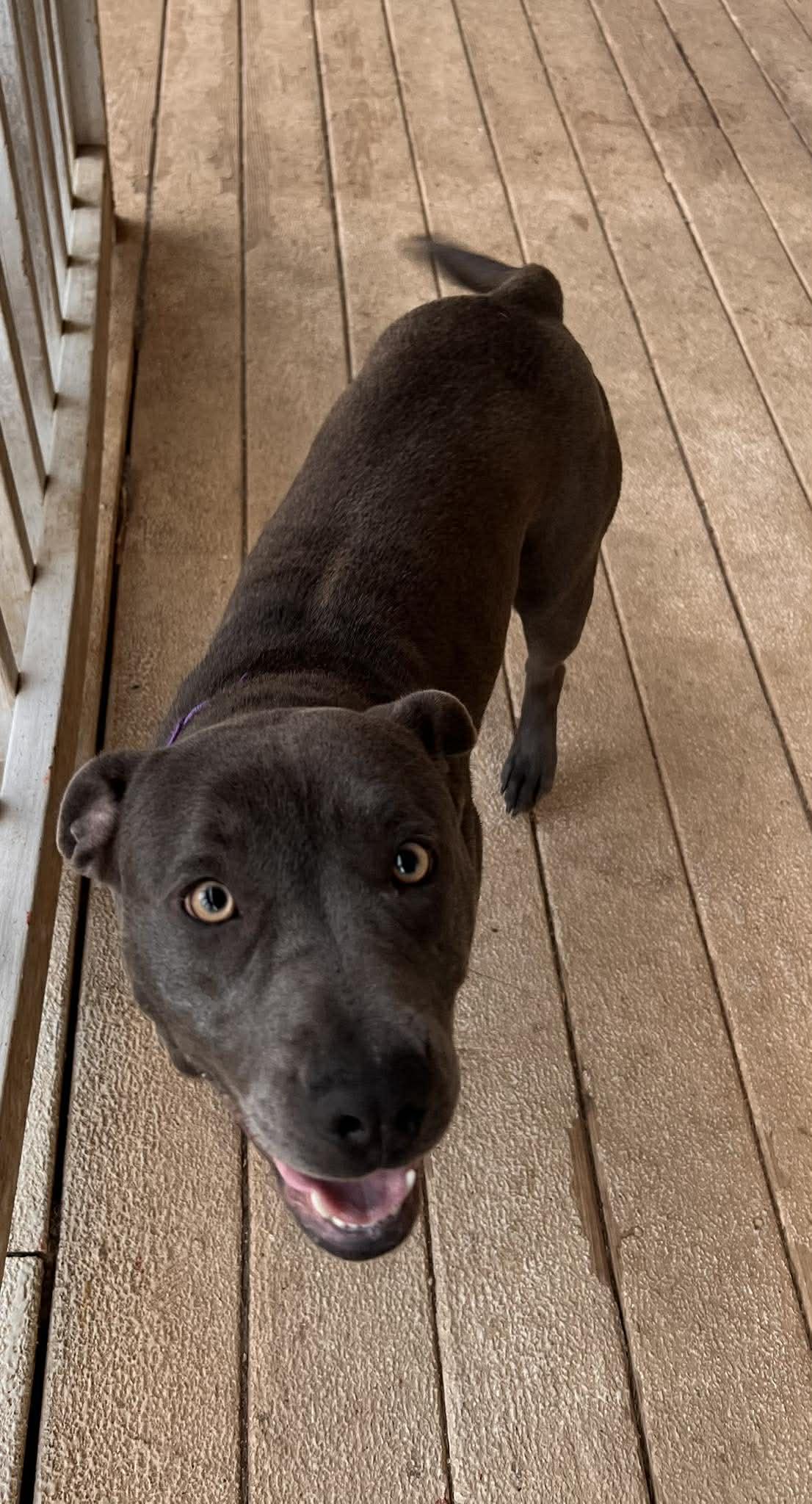Enlarge Sunshine: Adopt or Forever Foster, a Adoptable mixed breed in Rochester, NY image 4/6