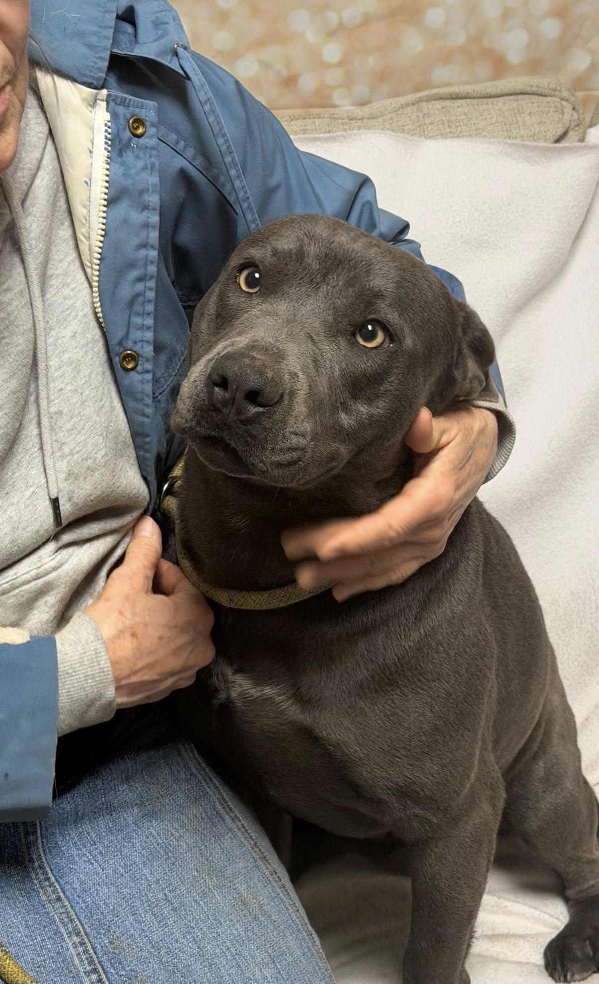 Enlarge Sunshine: Adopt or Forever Foster, a Adoptable mixed breed in Rochester, NY image 5/6