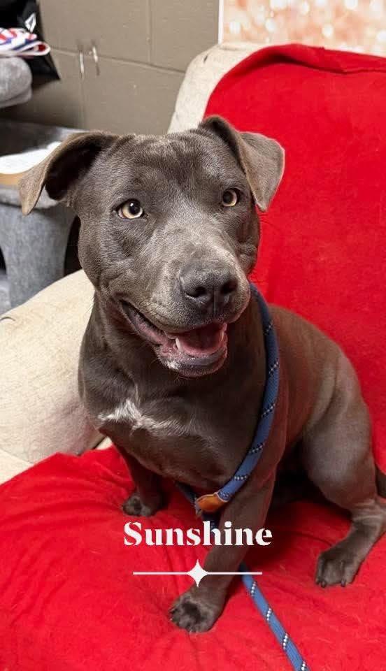 Enlarge Sunshine: Adopt or Forever Foster, a Adoptable mixed breed in Rochester, NY image 6/6