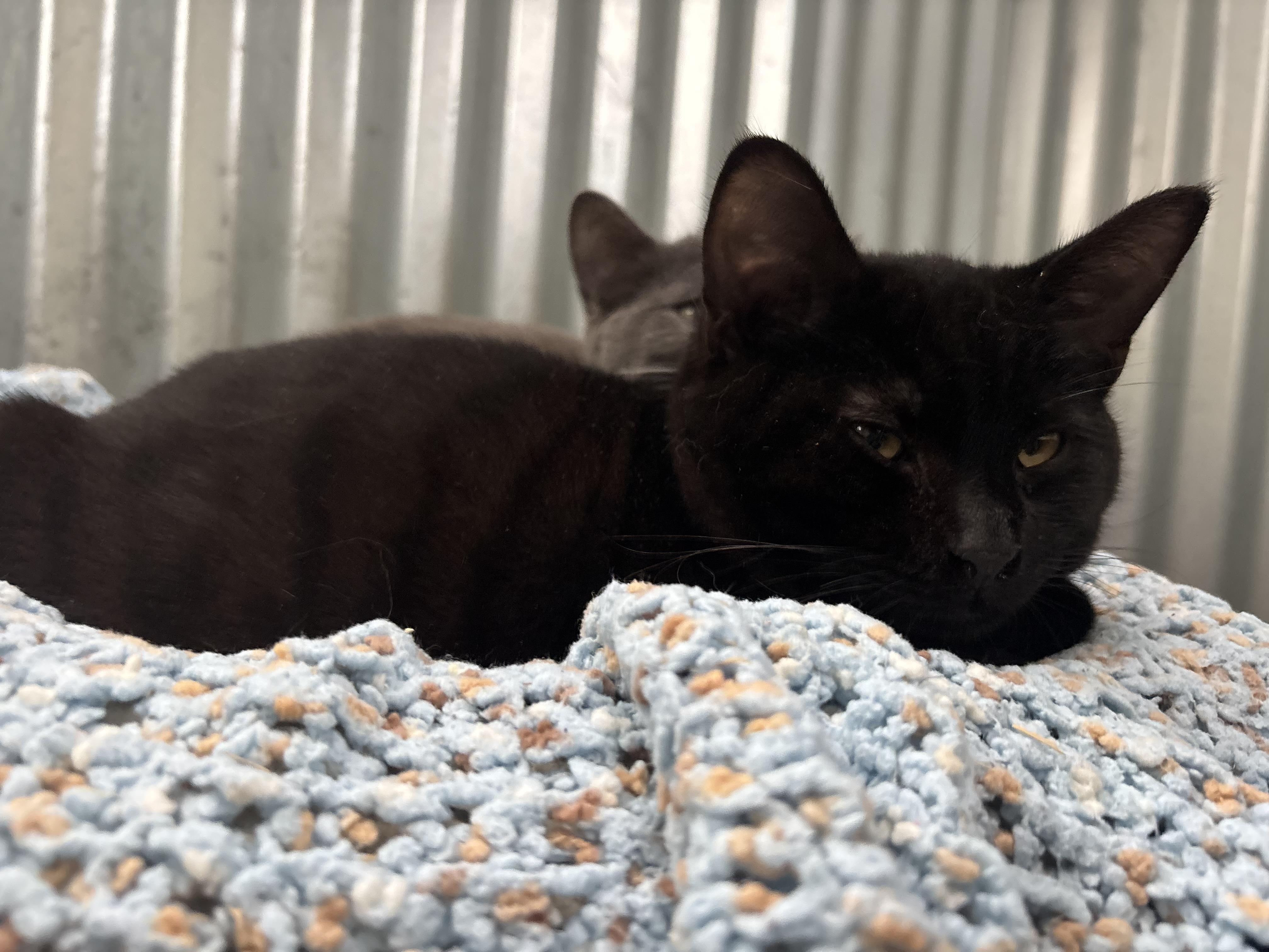 Enlarge Baby Jaguar, an adoptable Domestic Short Hair in San Diego, CA image 2/3