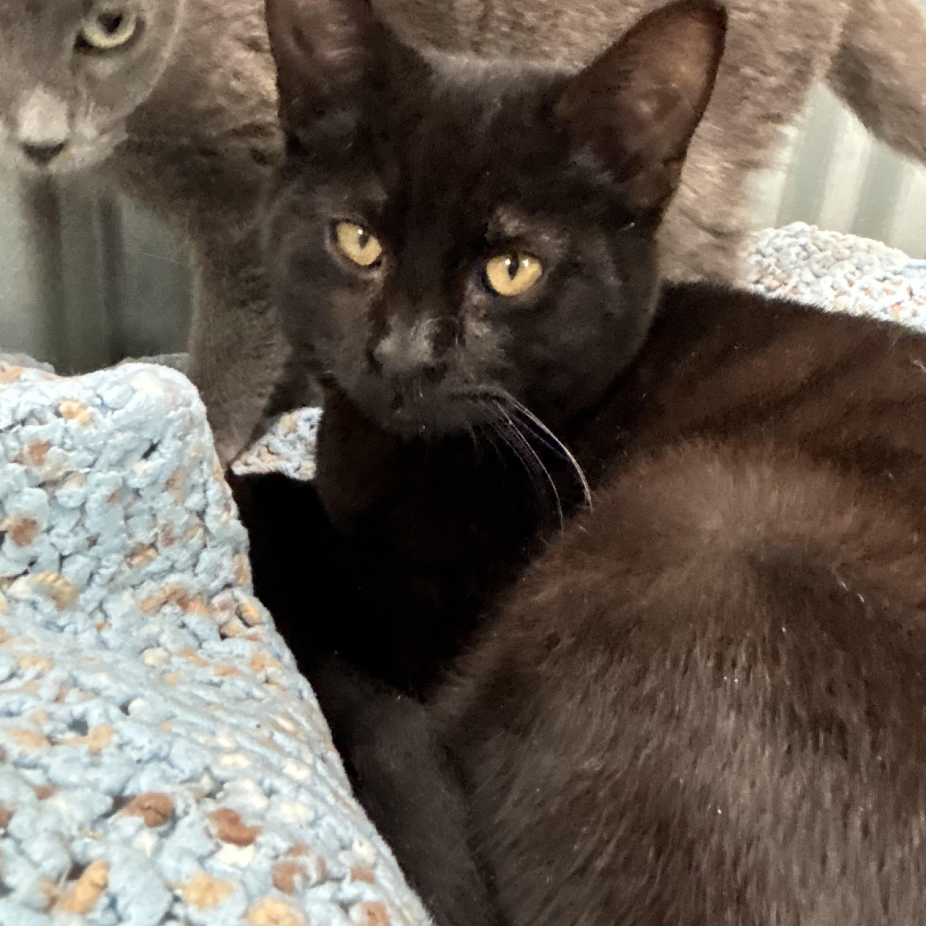 Baby Jaguar, adoptable, Kitten Male Domestic Short Hair.