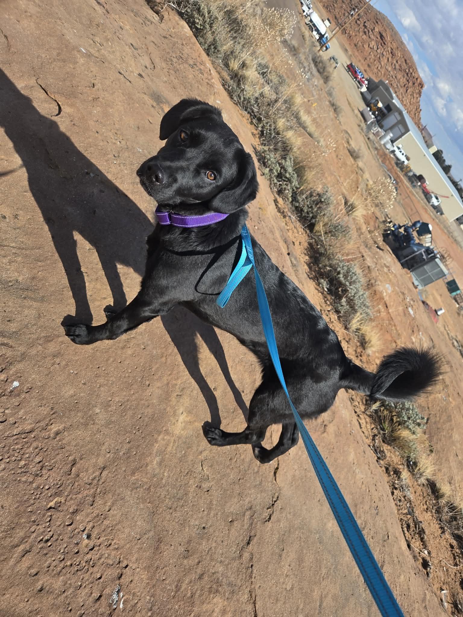 Persephone, ADOPTABLE, Adult Female Mixed Breed.