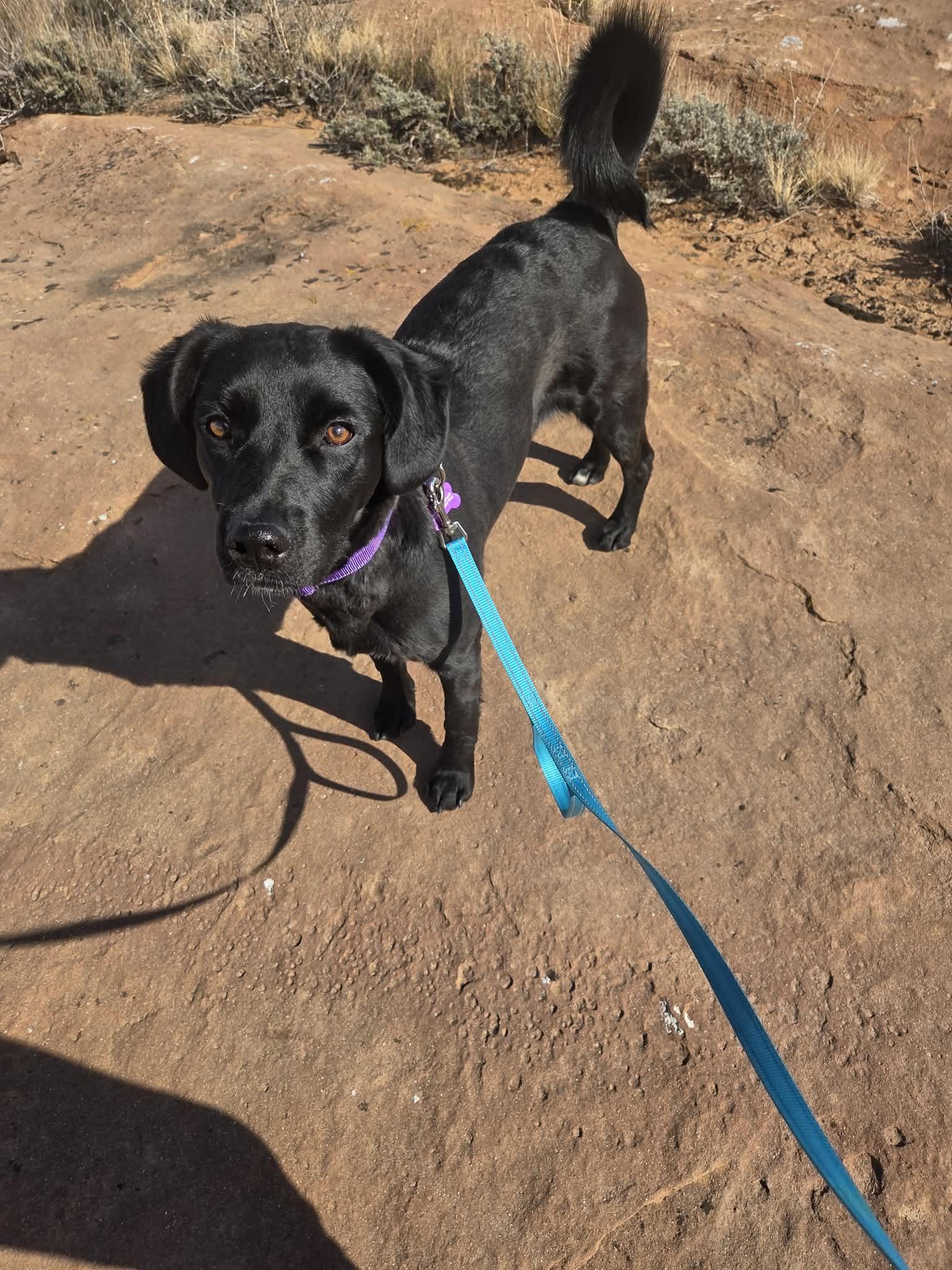 Enlarge Persephone, a ADOPTABLE Mixed Breed in Roosevelt, UT image 2/3