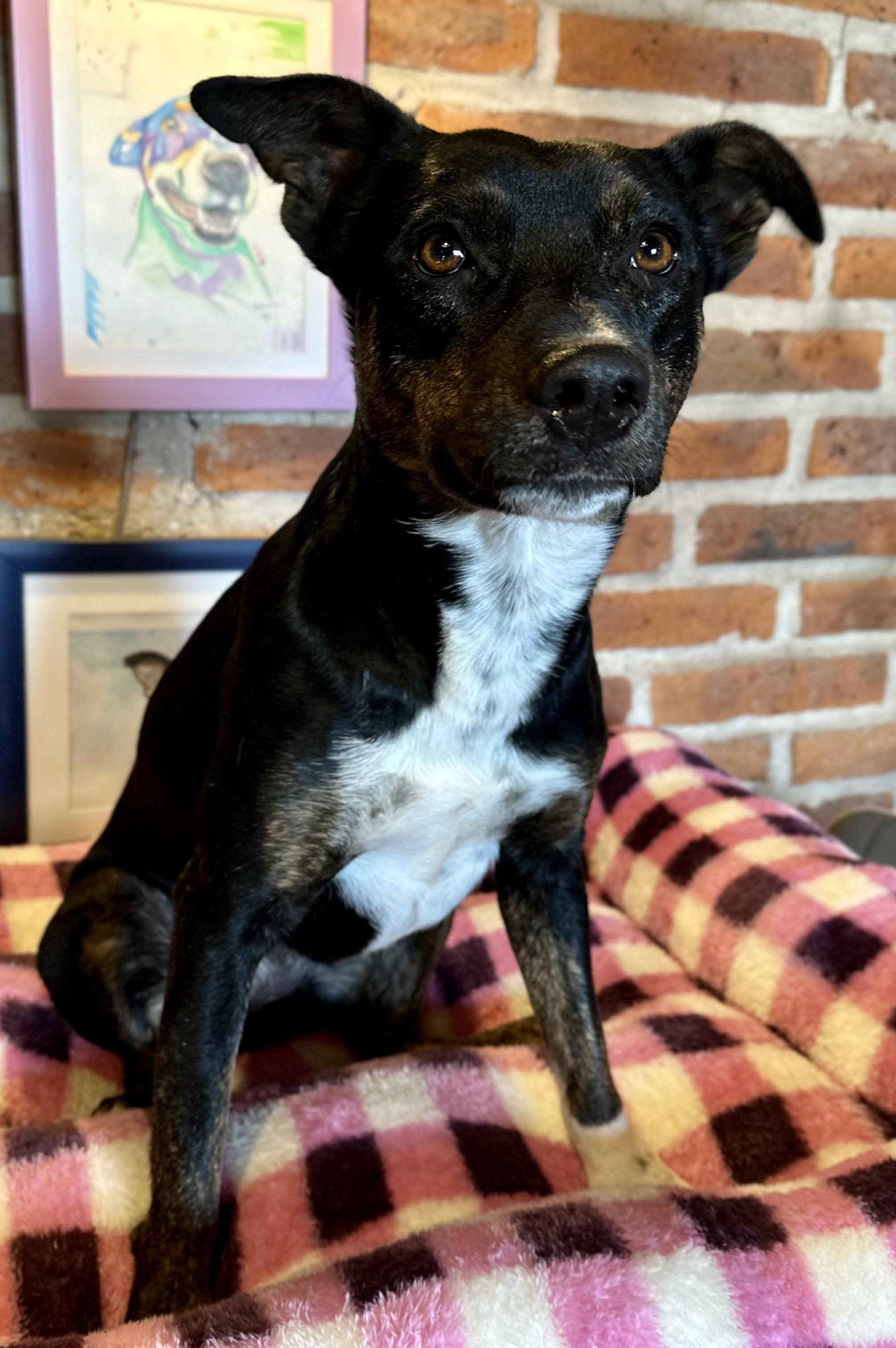 Enlarge Dala, a Adoptable Mixed Breed in Encino, CA image 3/6