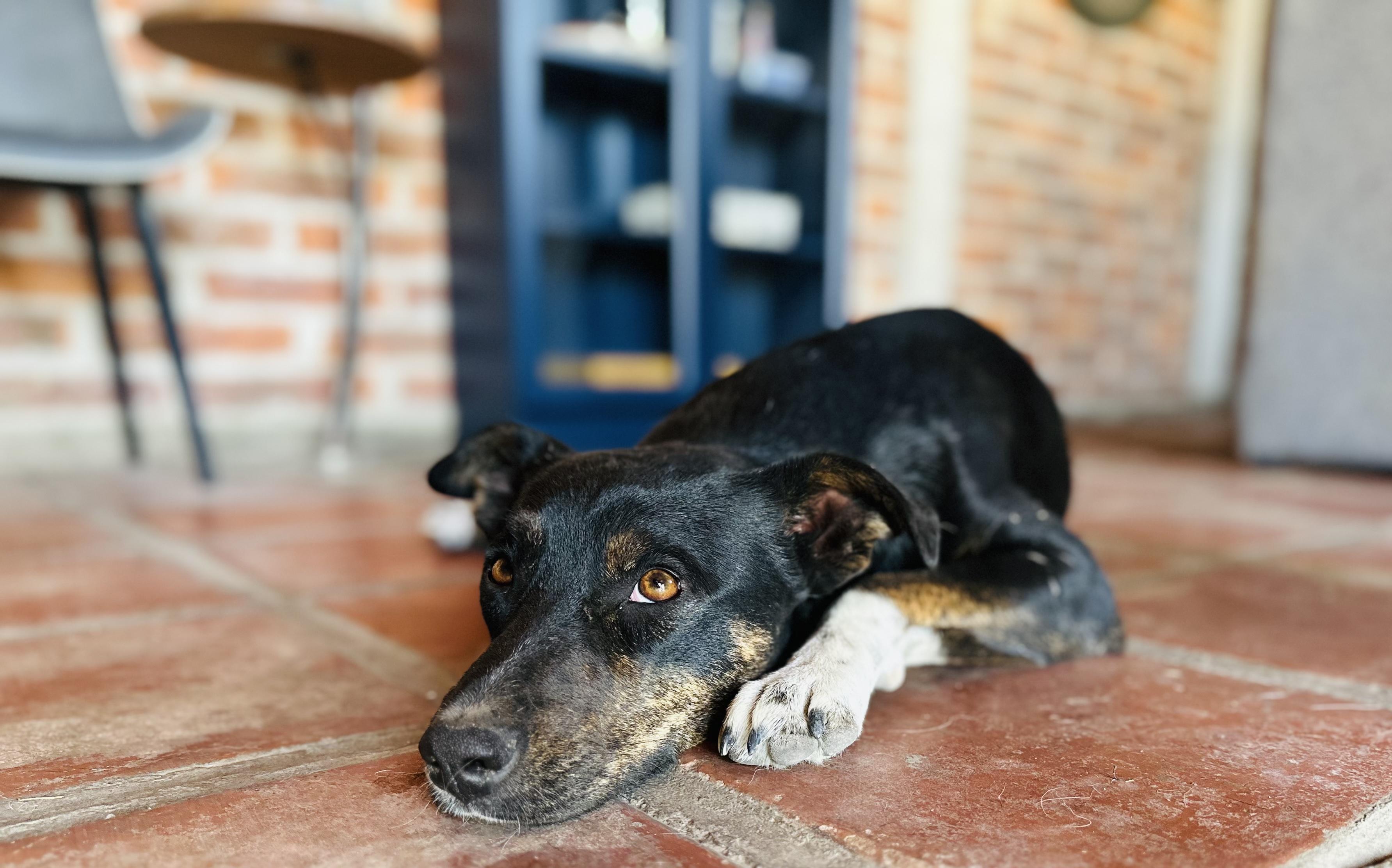 Enlarge Dala, a Adoptable Mixed Breed in Encino, CA image 2/6