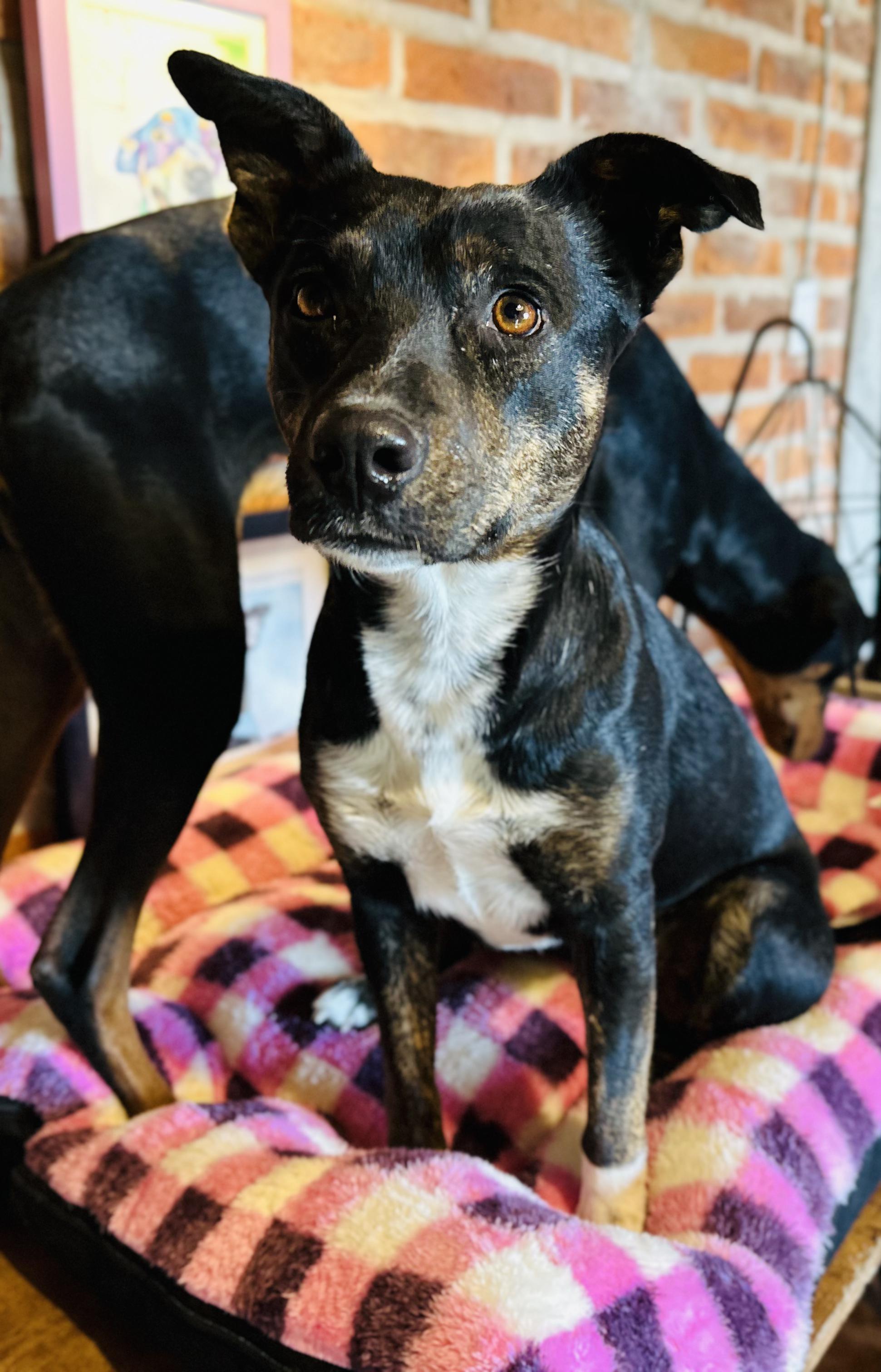 Enlarge Dala, a Adoptable Mixed Breed in Encino, CA image 1/6