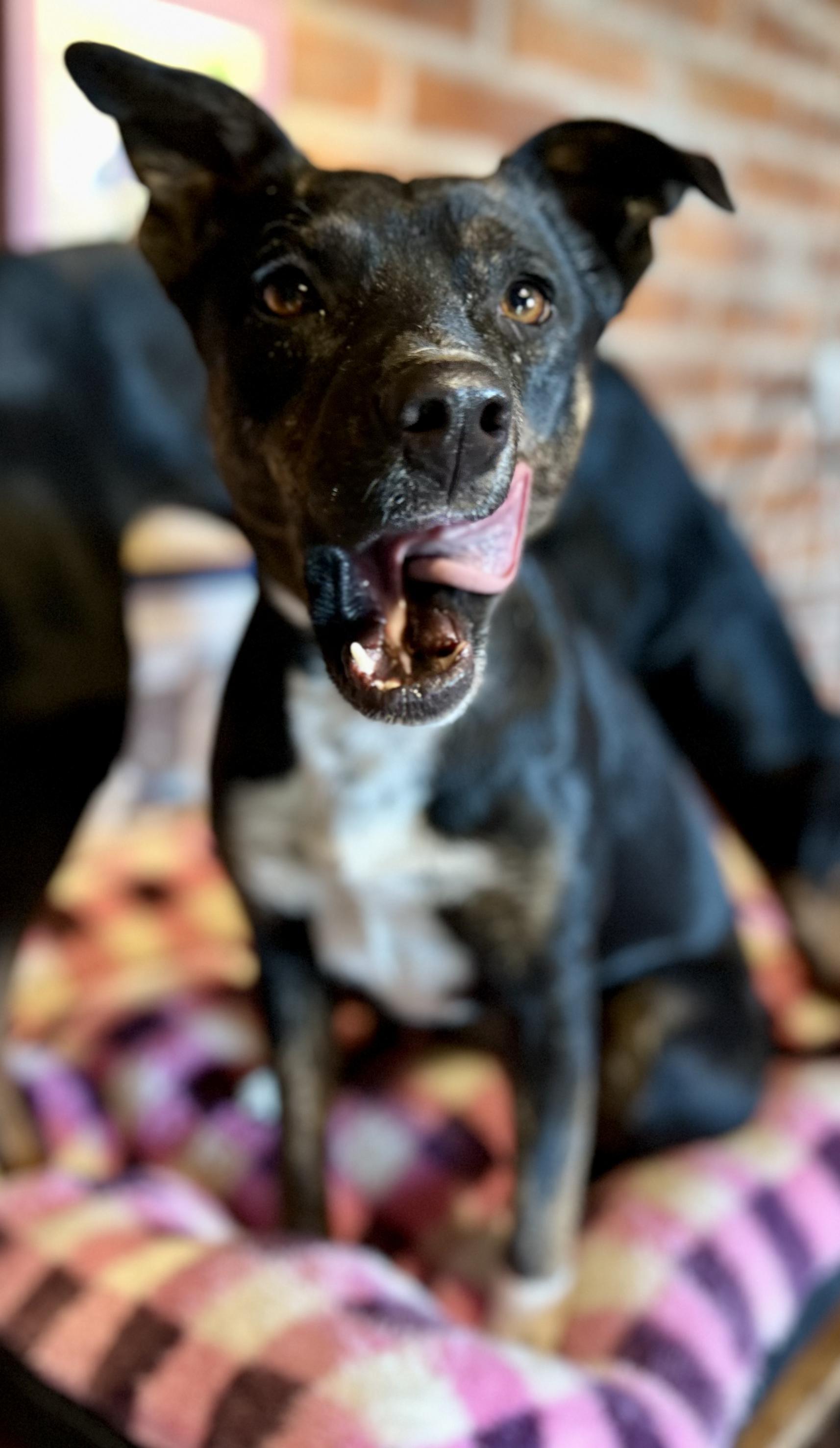 Enlarge Dala, a Adoptable Mixed Breed in Encino, CA image 5/6