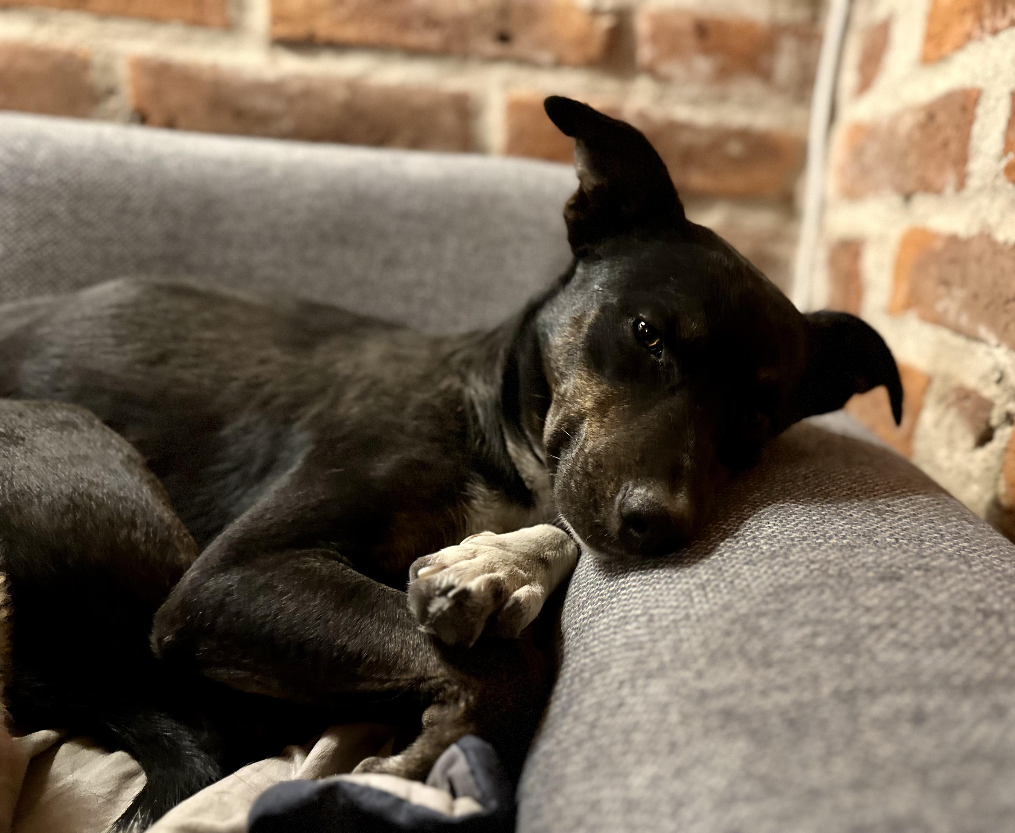 Enlarge Dala, a Adoptable Mixed Breed in Encino, CA image 5/6