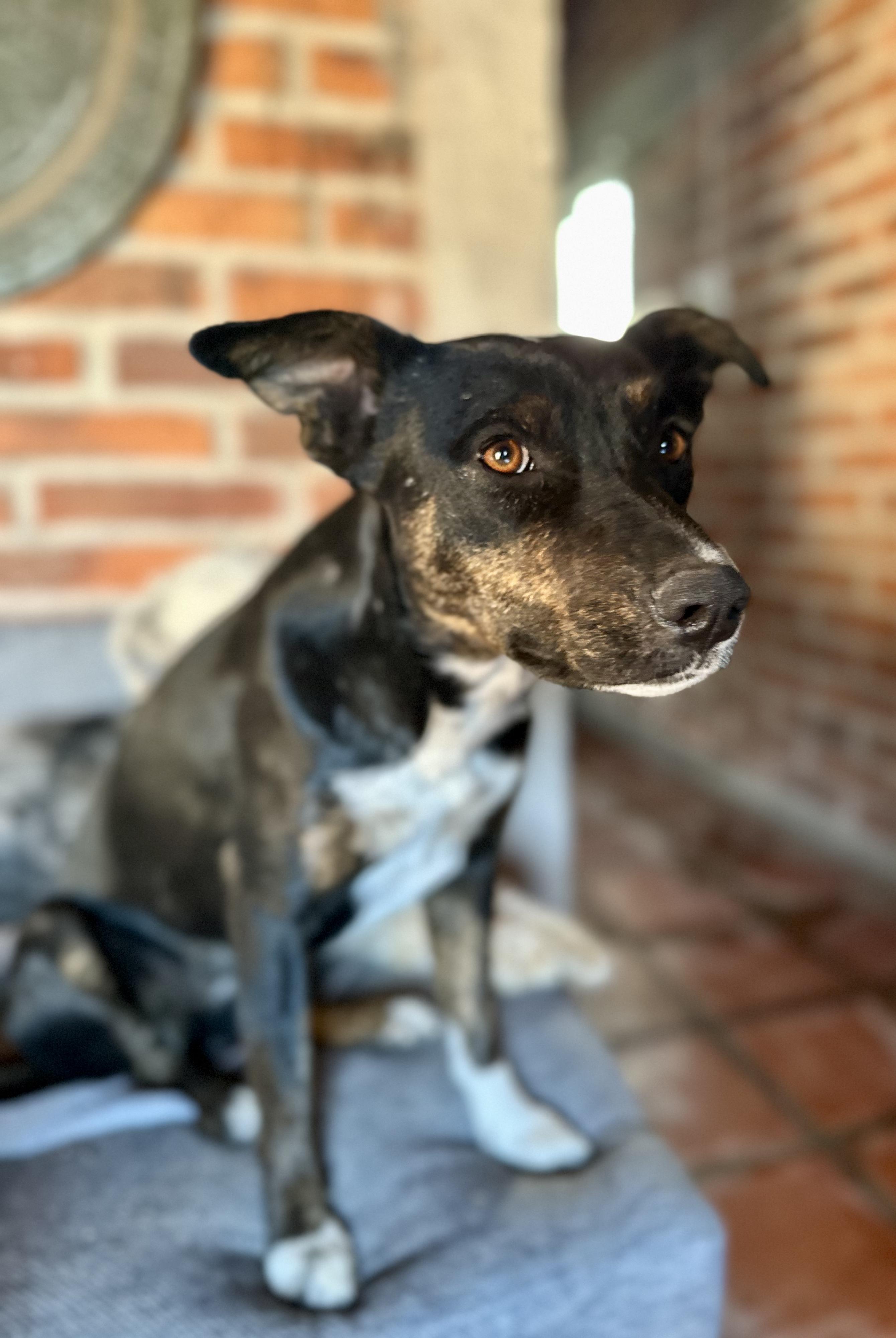 Enlarge Dala, a Adoptable Mixed Breed in Encino, CA image 4/6