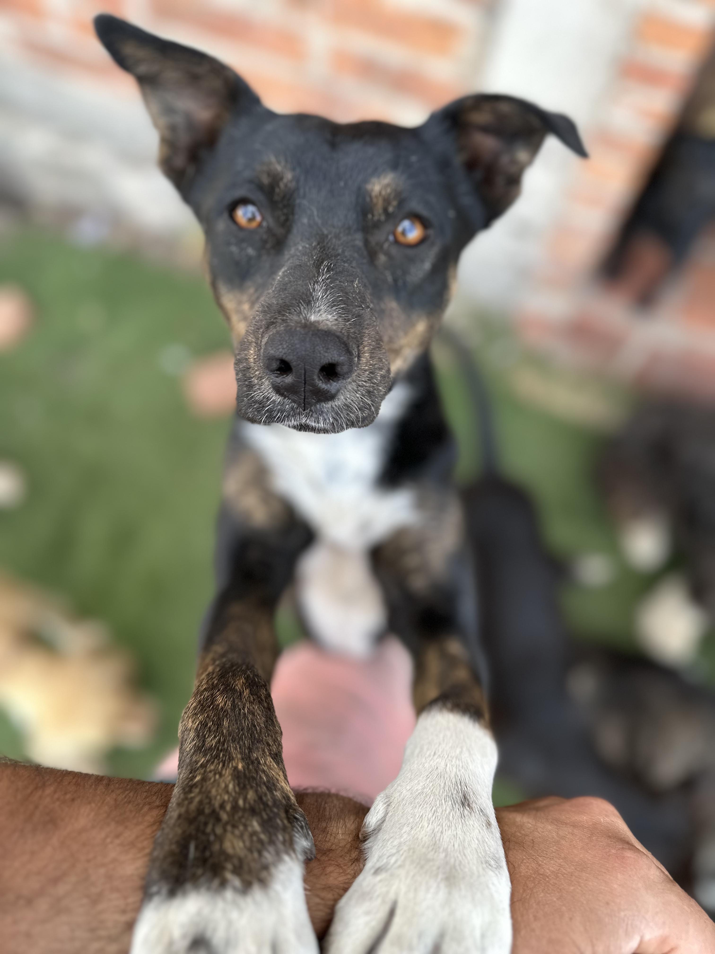 Enlarge Dala, a Adoptable Mixed Breed in Encino, CA image 3/6