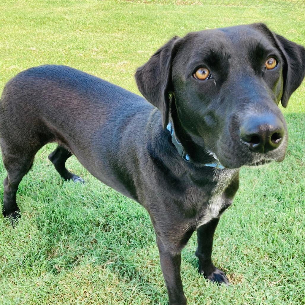Sugar, Adoptable, Adult Female Labrador Retriever & Mixed Breed.