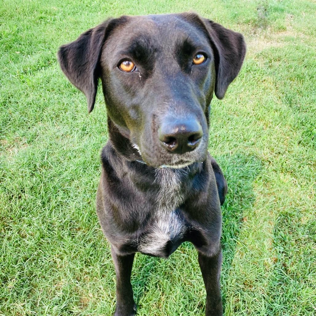 Enlarge Sugar, a Adoptable mixed breed in Cabot, AR image 2/4