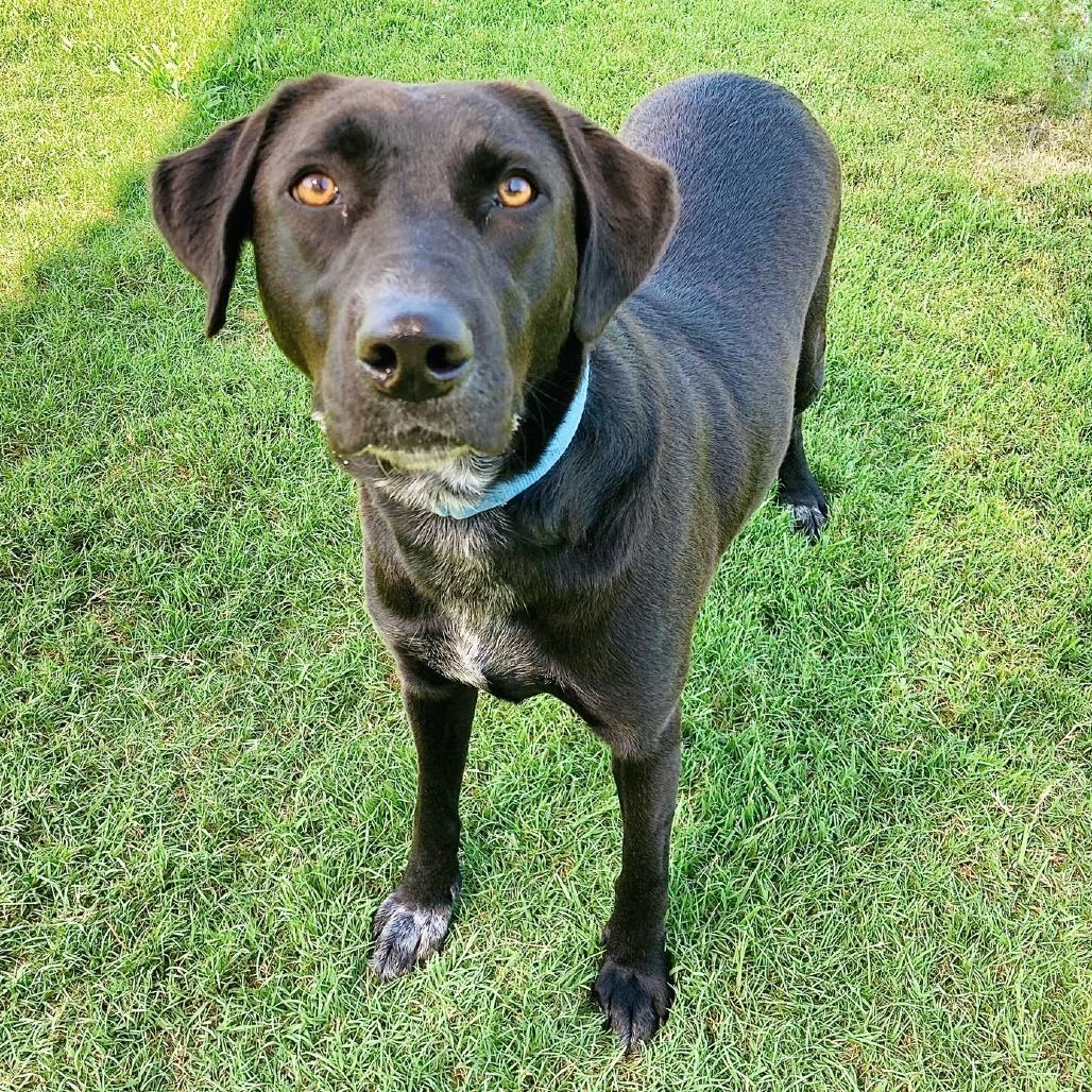 Enlarge Sugar, a Adoptable mixed breed in Cabot, AR image 3/4