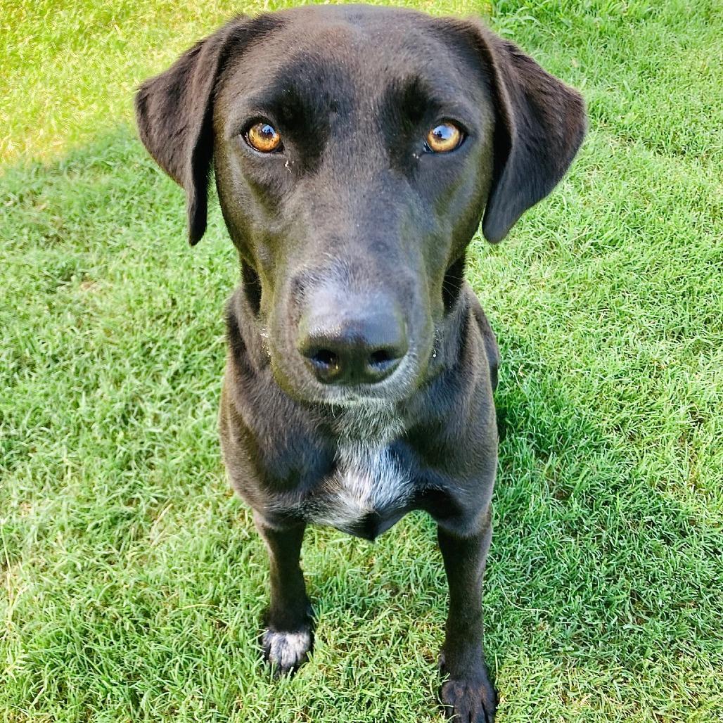 Enlarge Sugar, a Adoptable mixed breed in Cabot, AR image 4/4