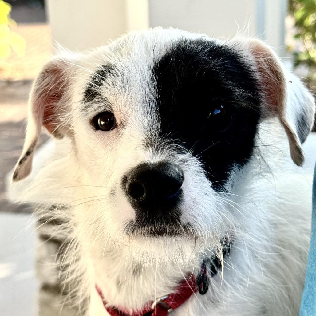 Noel, Adoptable, Adult Female Terrier & Mixed Breed.