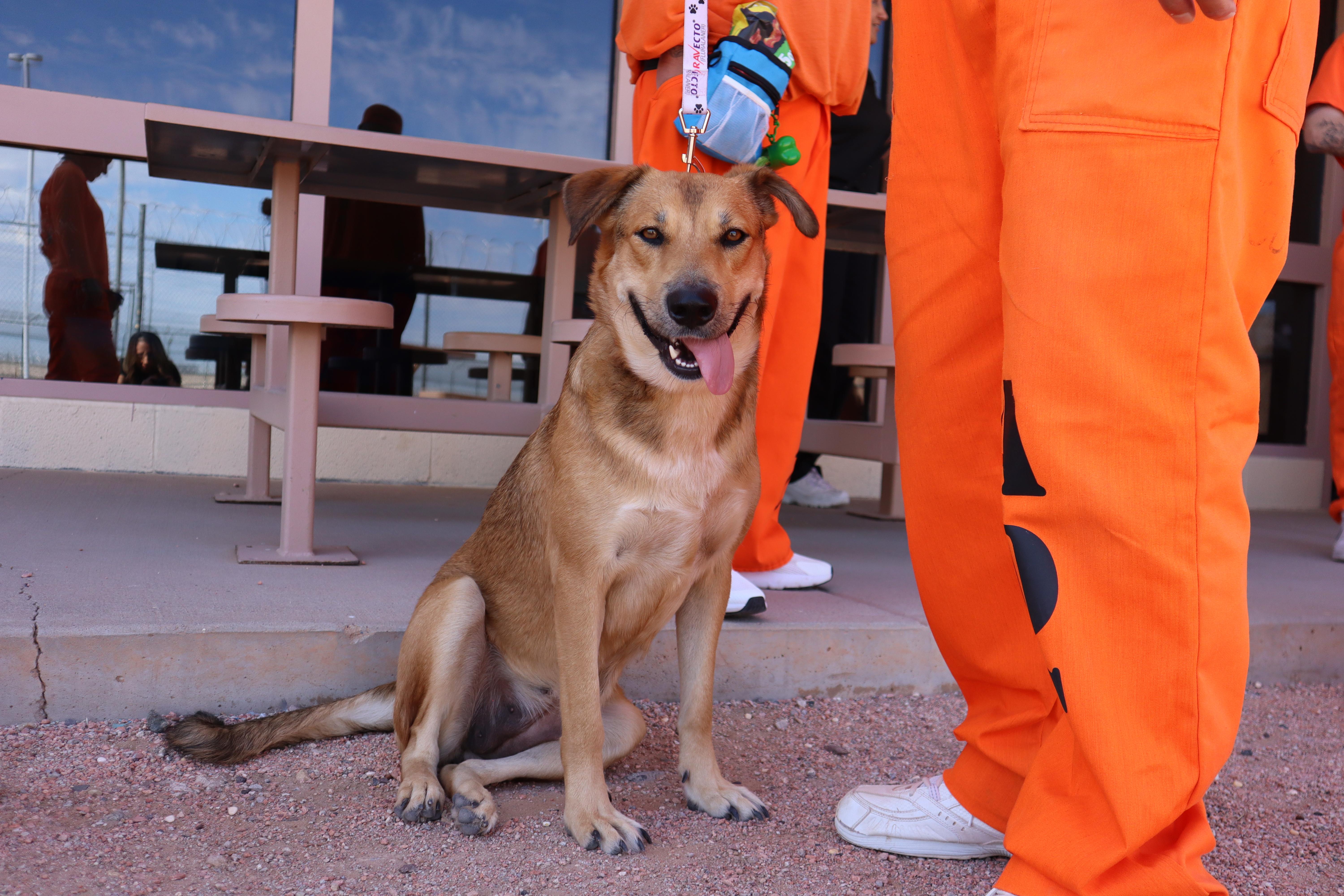 Eris, a Adoptable mixed breed in Chandler, AZ image 1/3